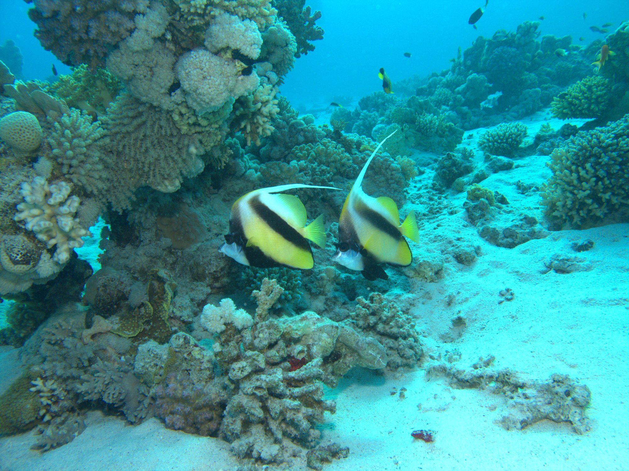 Bannerfish