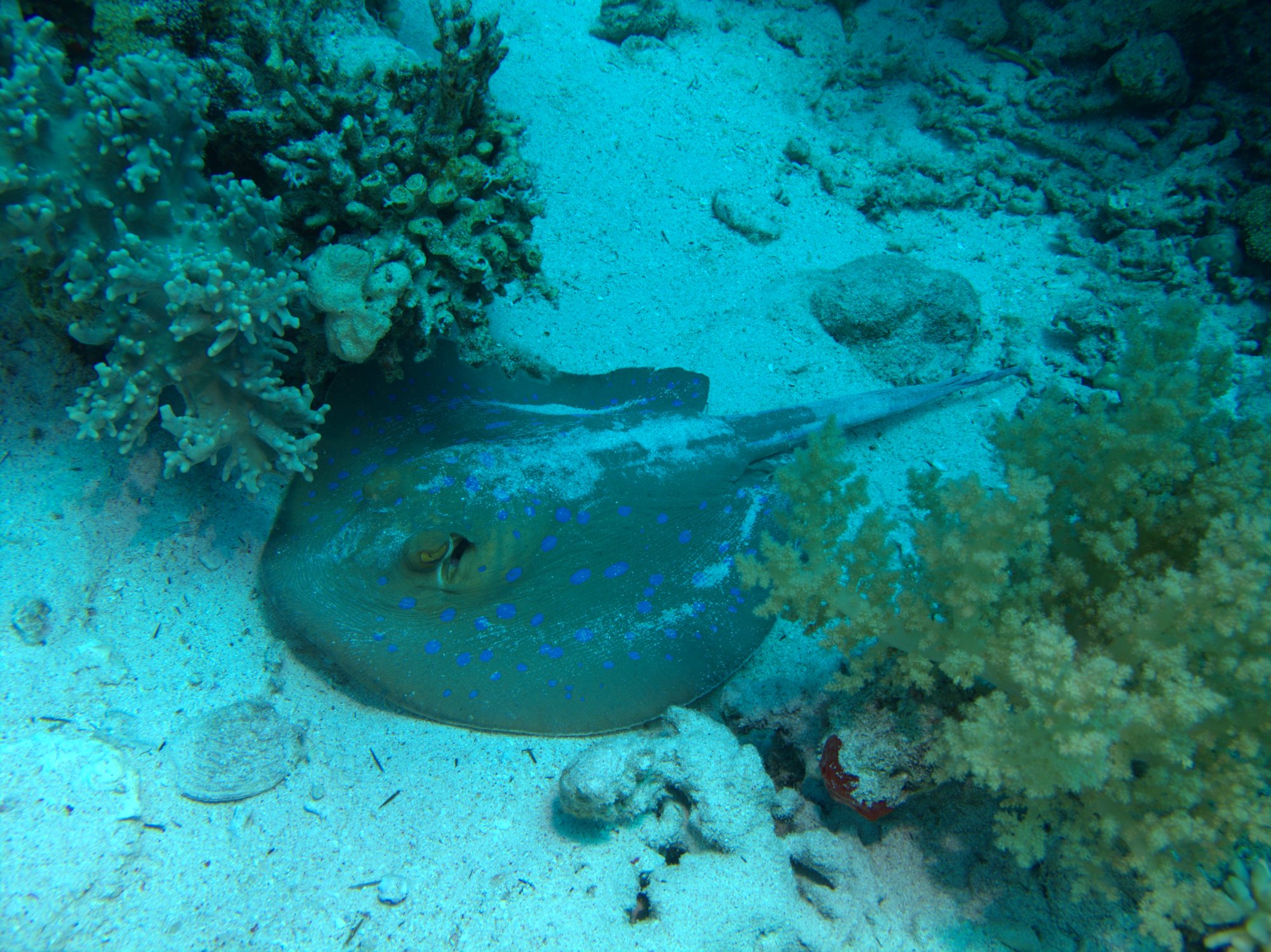 Blue Spotted Ray