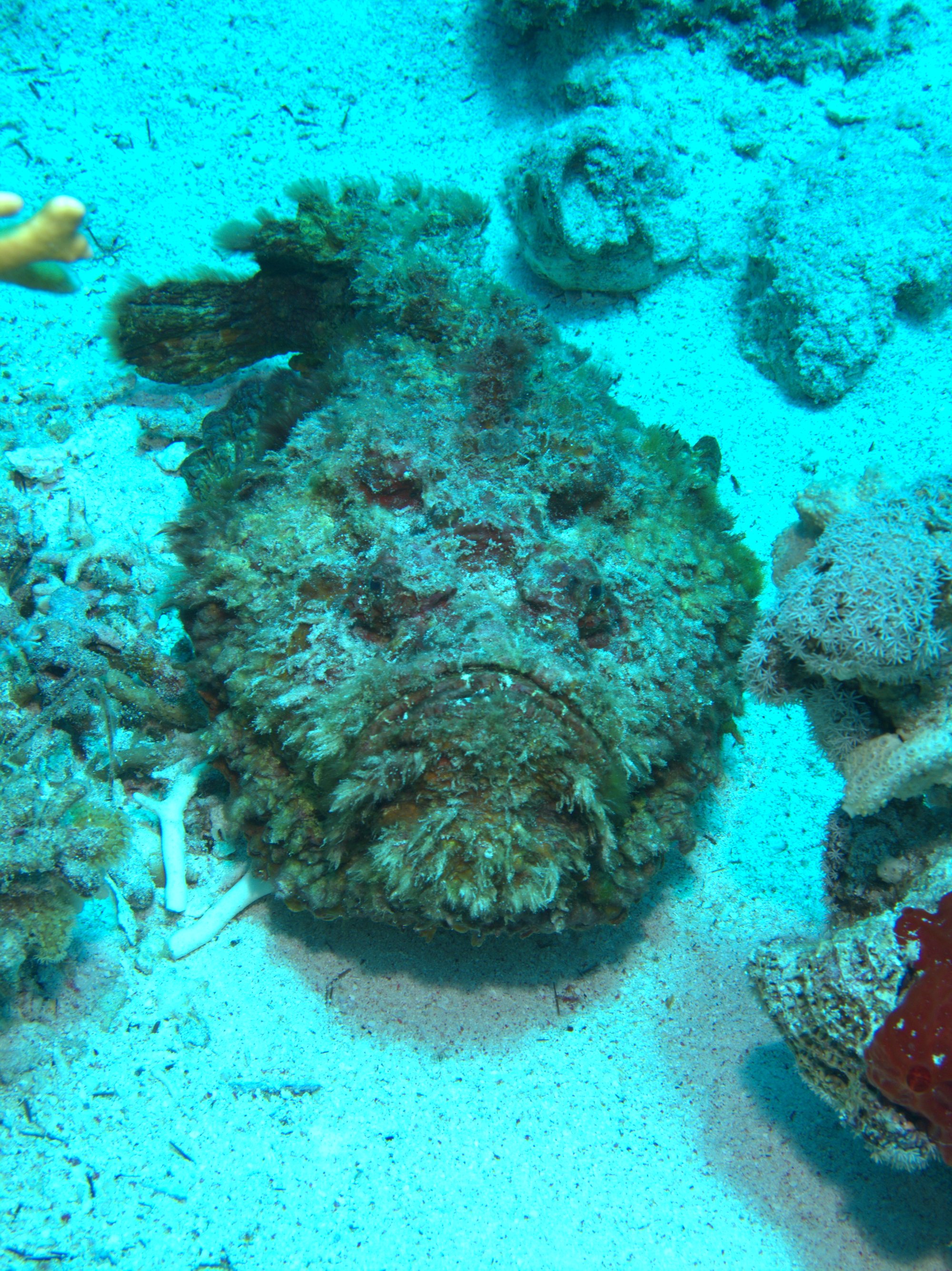 Stonefish