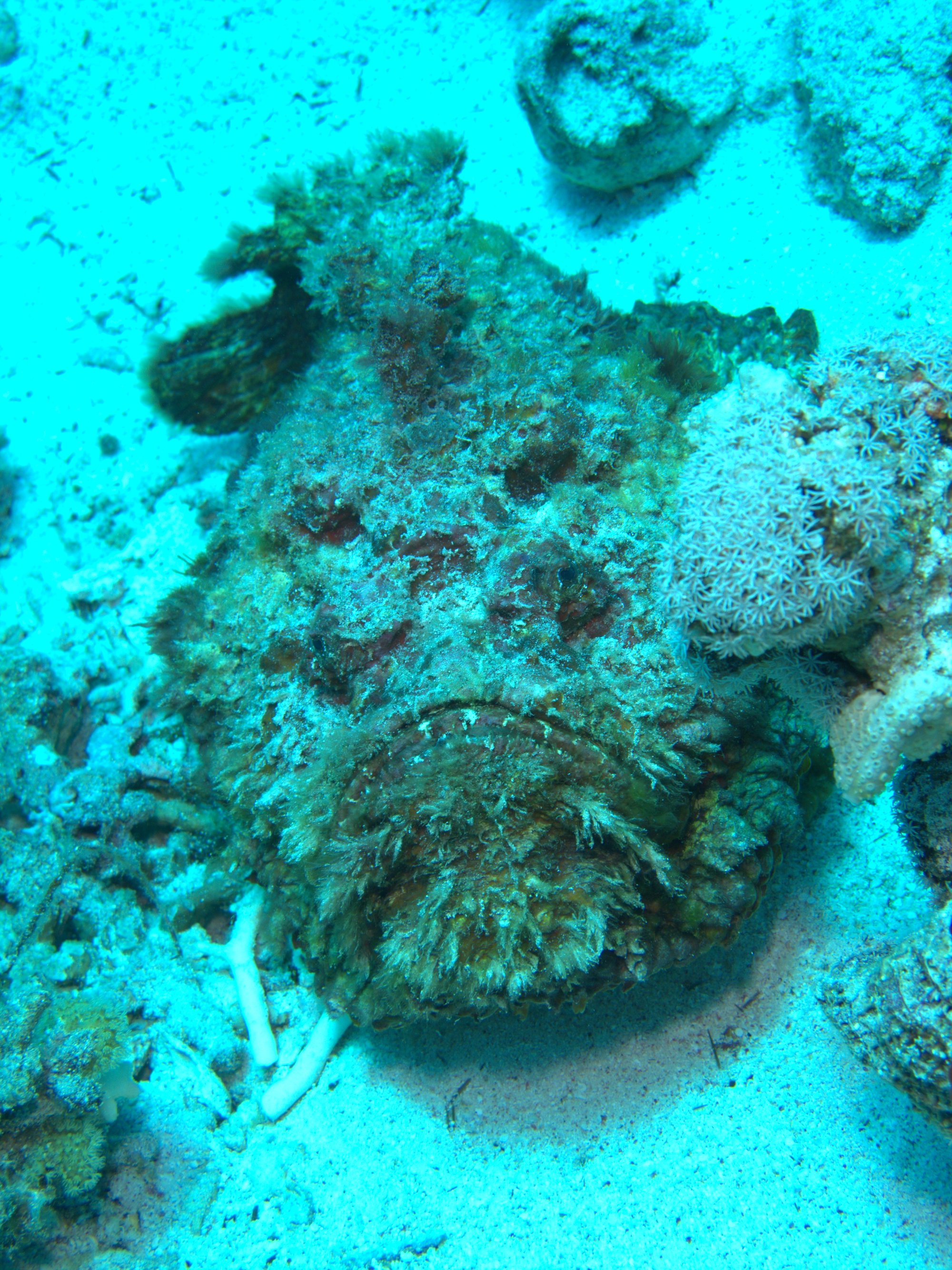 Stonefish