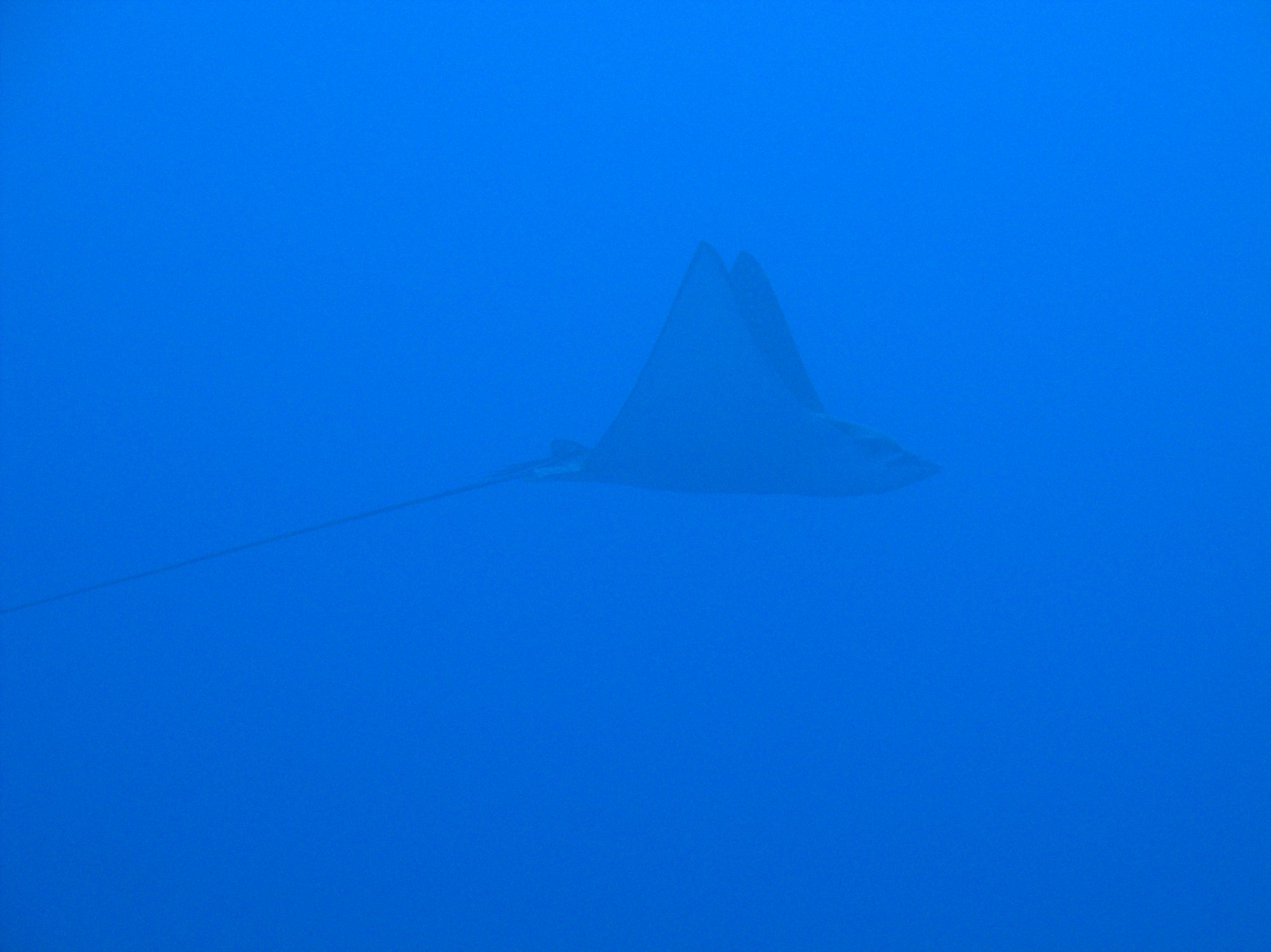 Eagle Ray