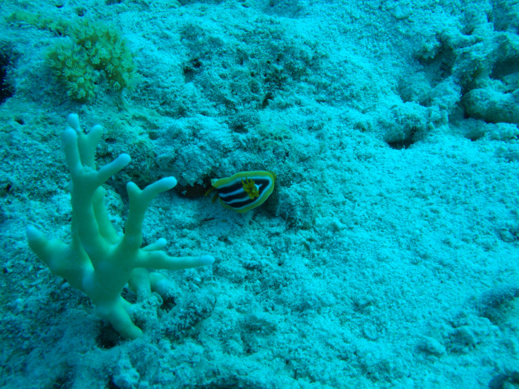 Chromodoris Africana, Nudibranch