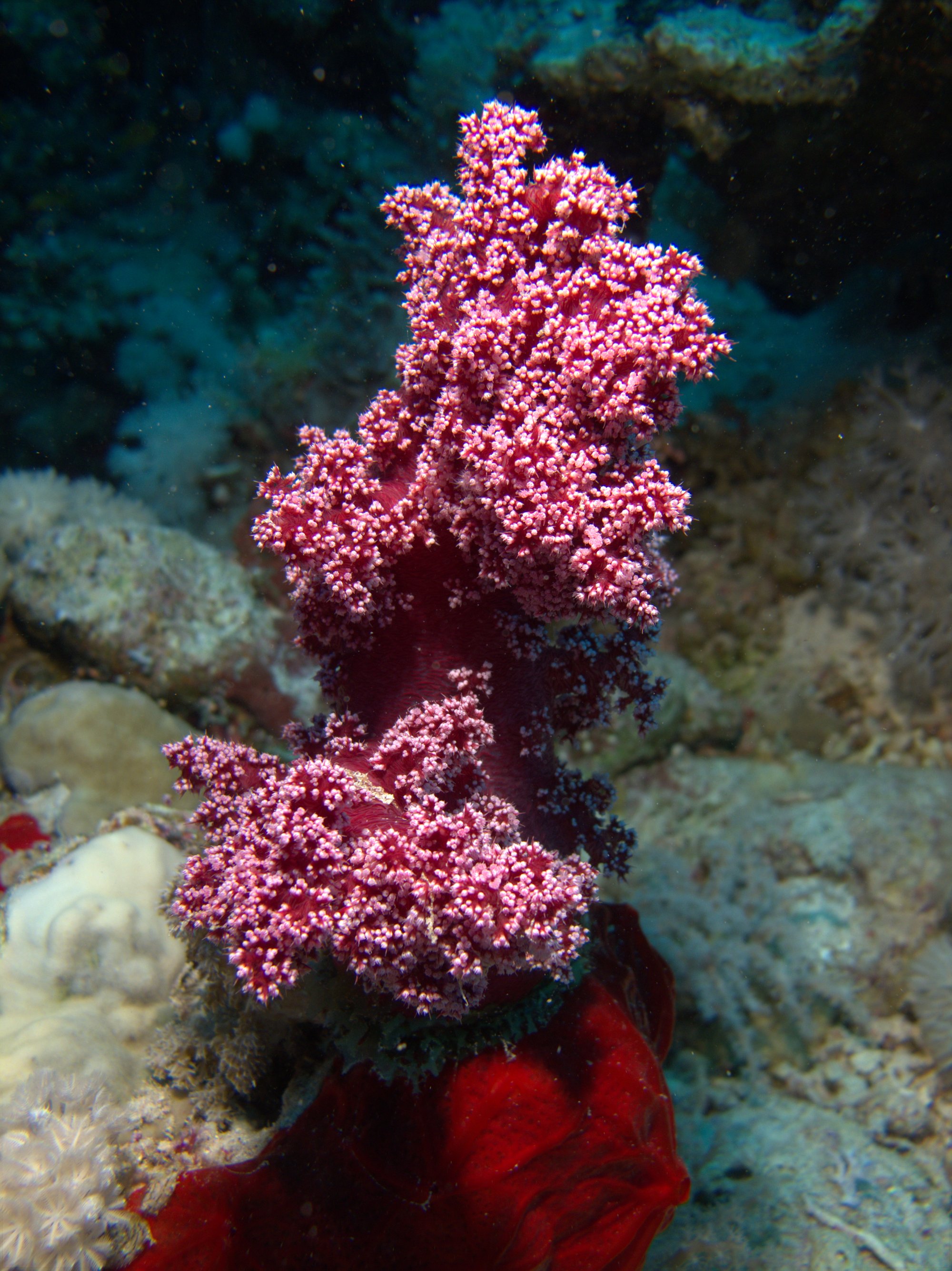 Soft Coral