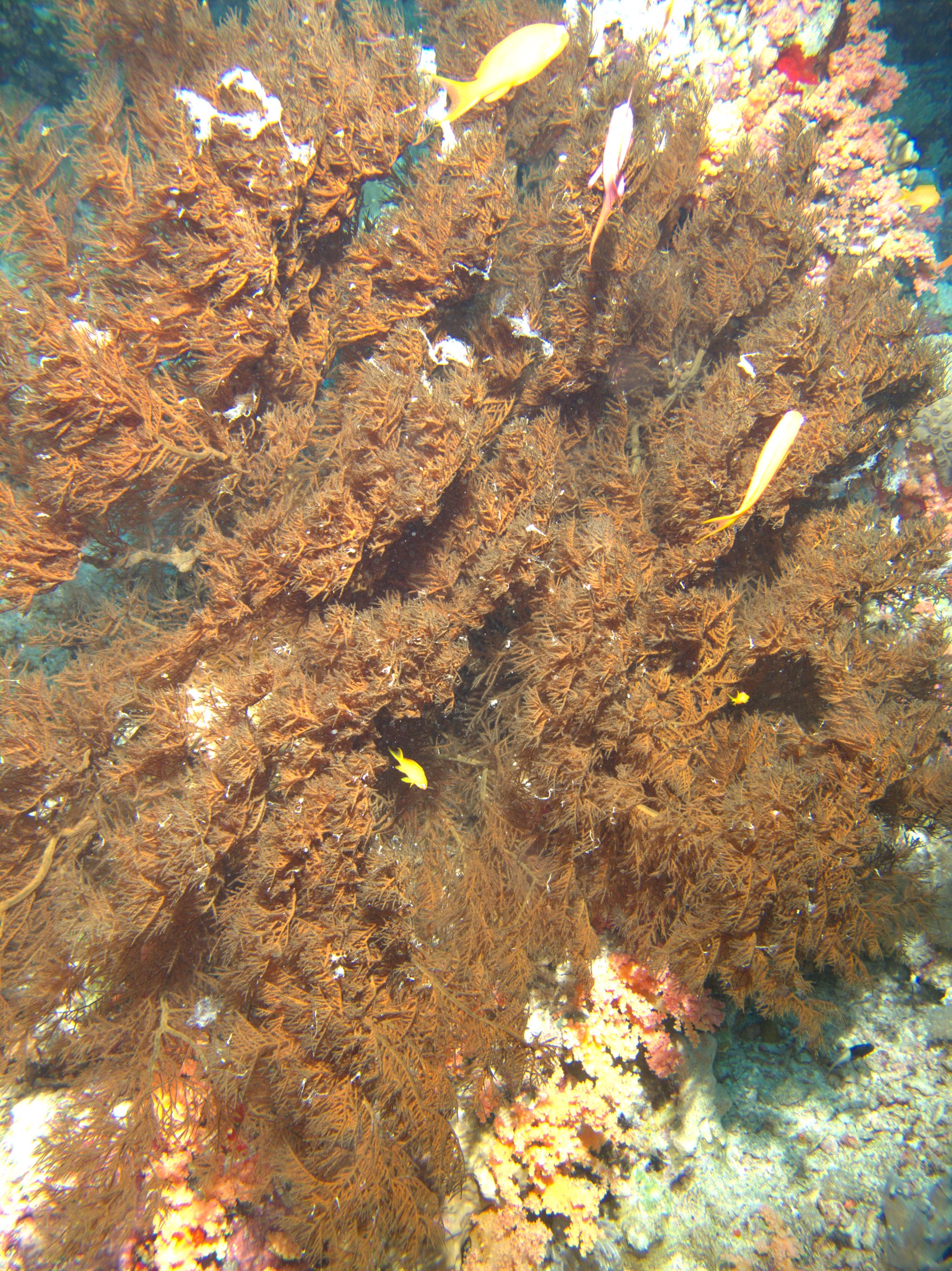Soft Coral