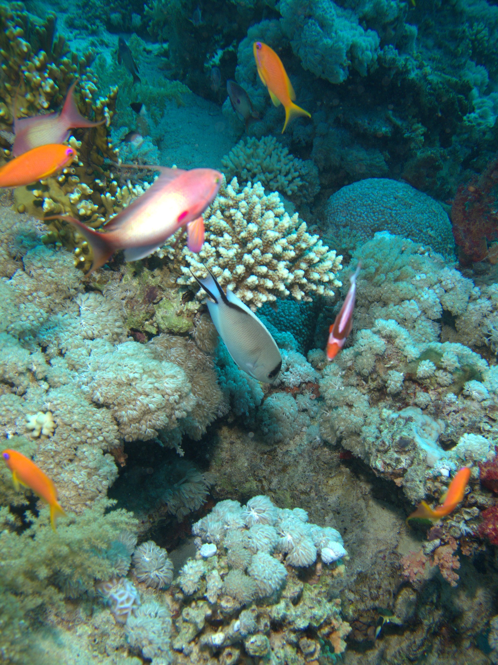 Anthias