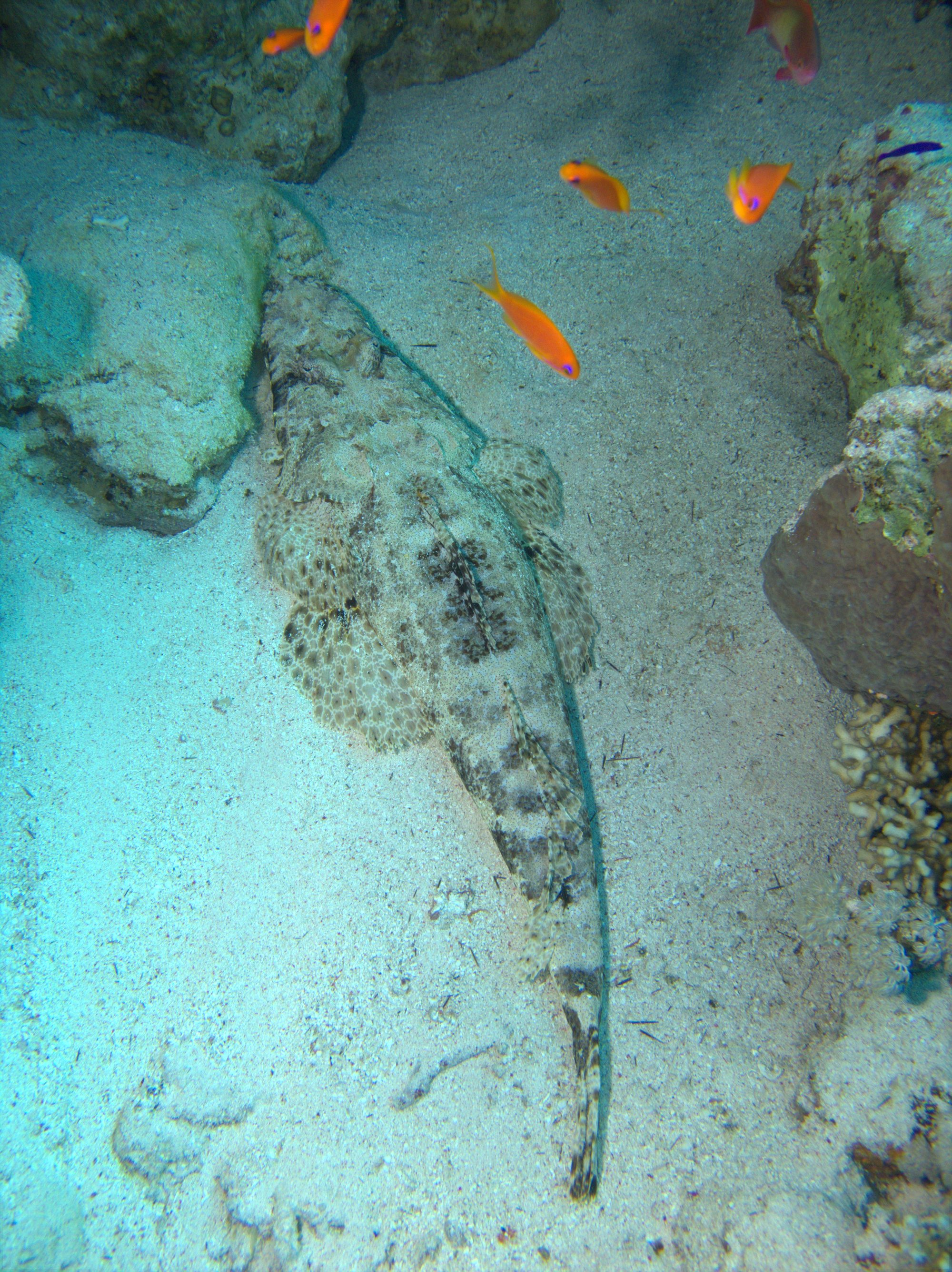 Crocodilefish