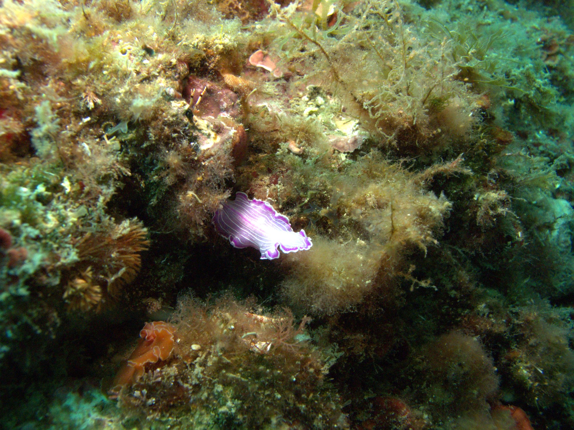 Nudibranch, Pink Flatworm, Prostheceraeus Giesbrechtii