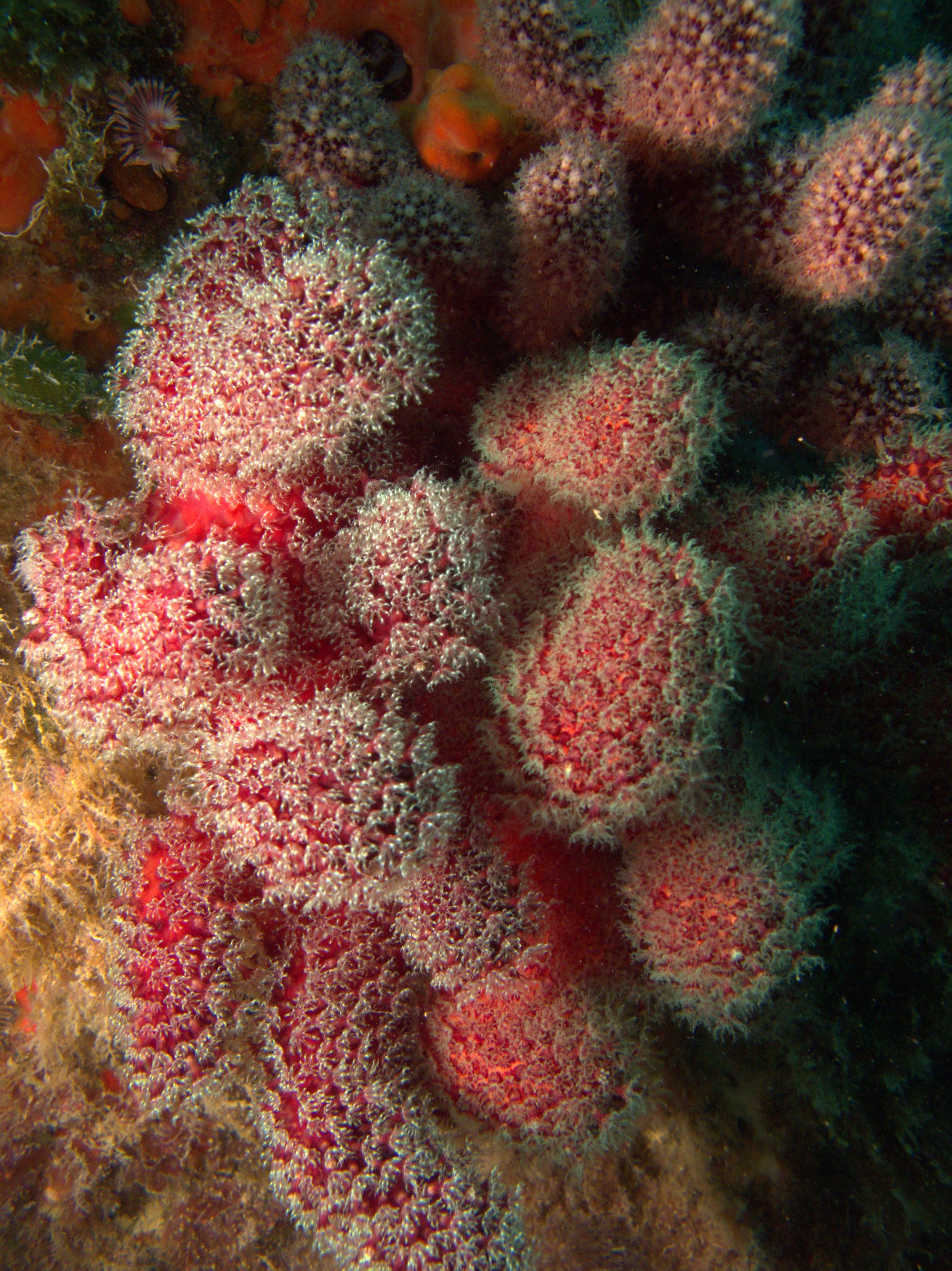 Coral