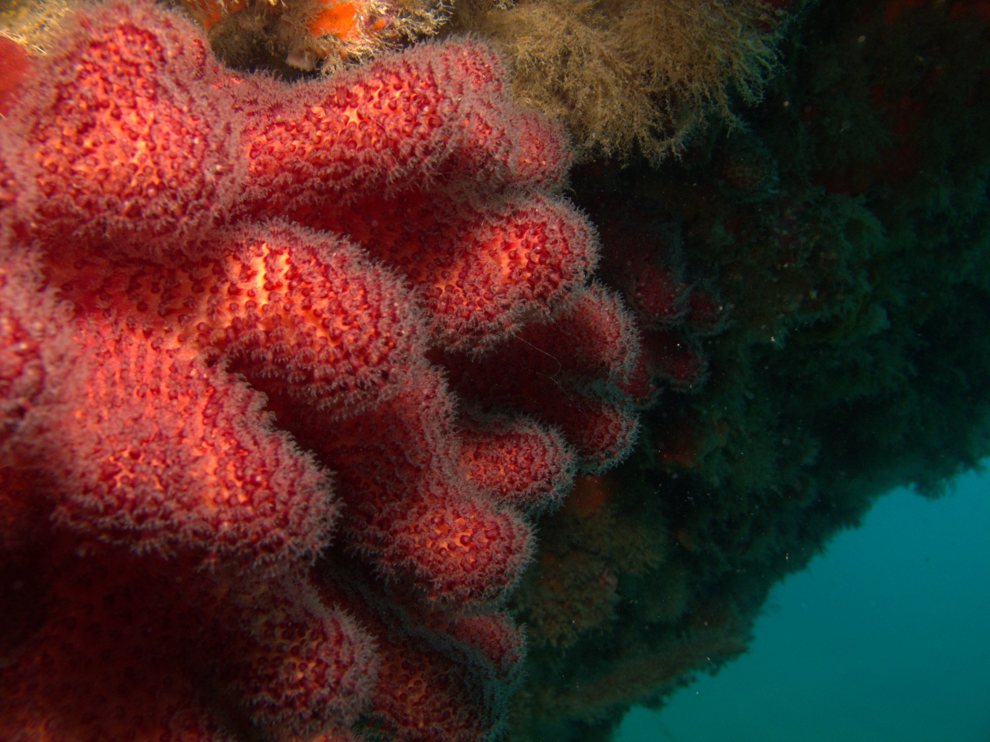 Coral