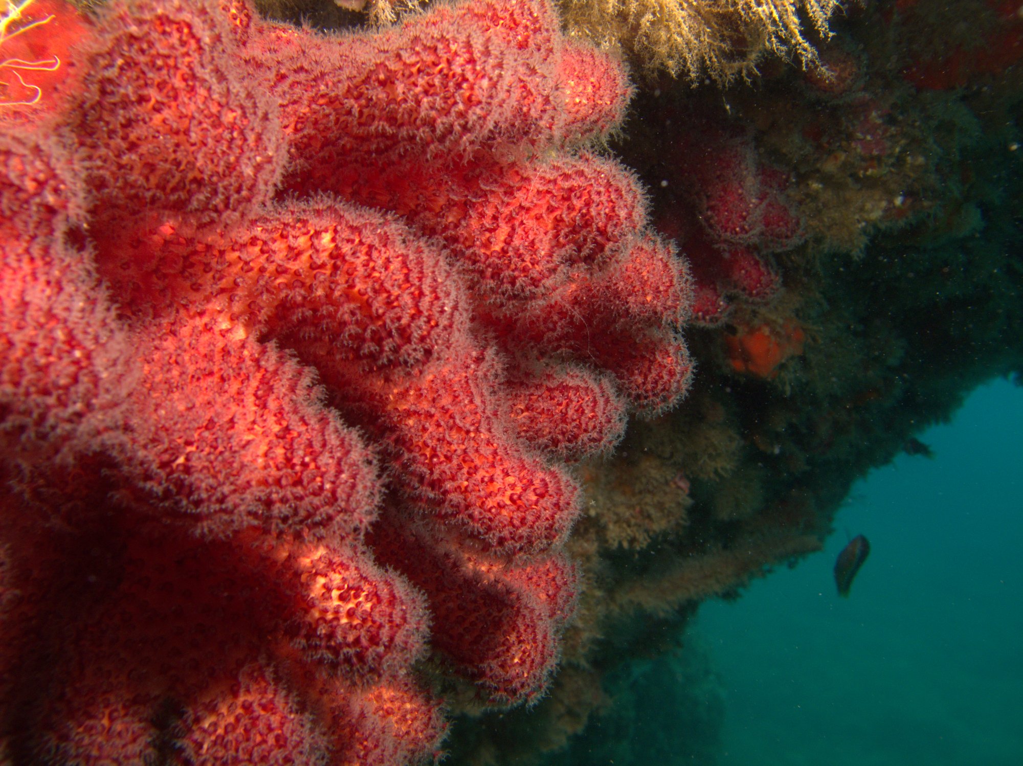 Coral