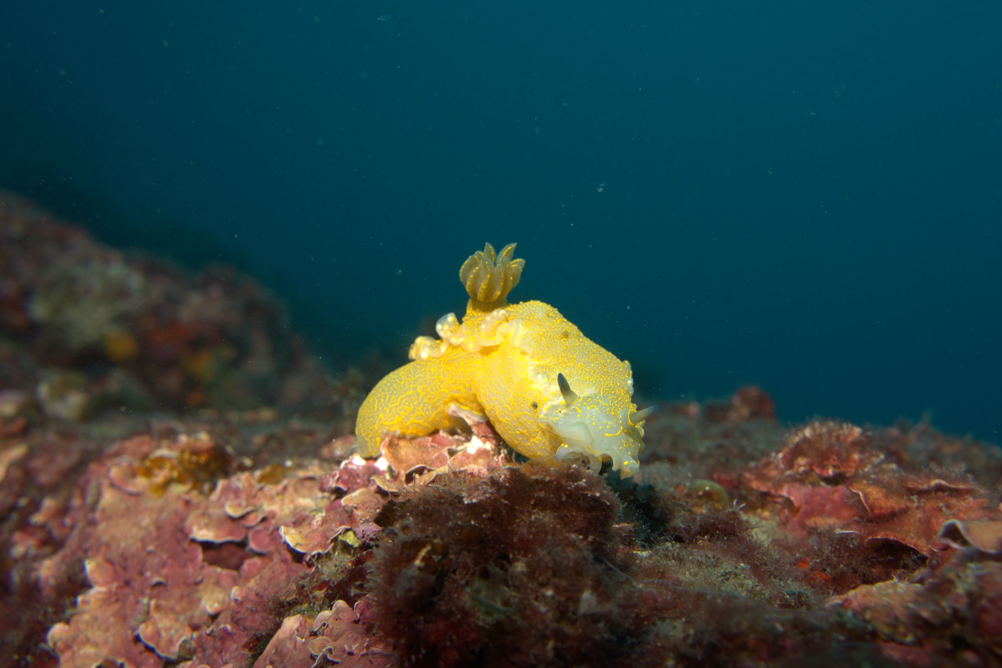 Hypselodoris Picta, Nudibranch