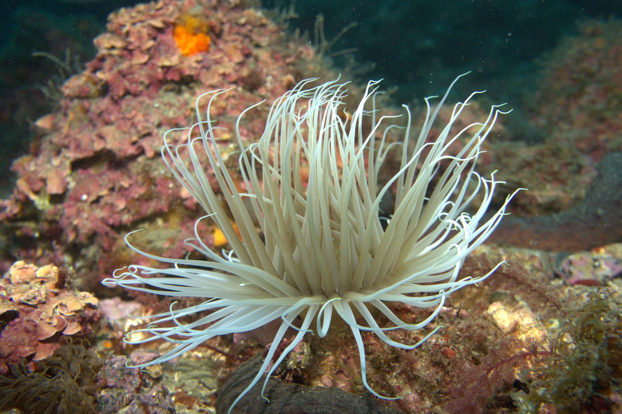 Anemone