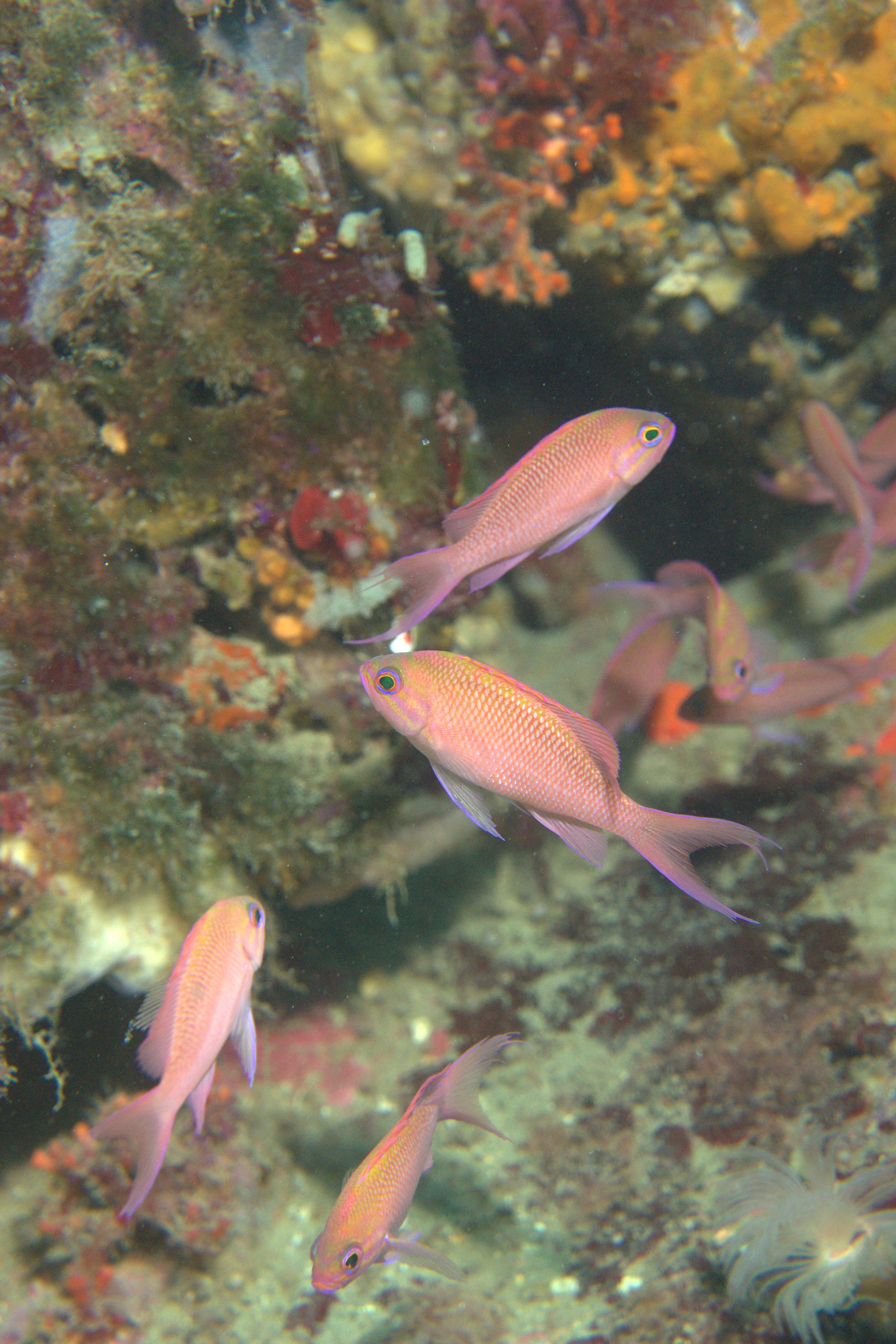Anthias