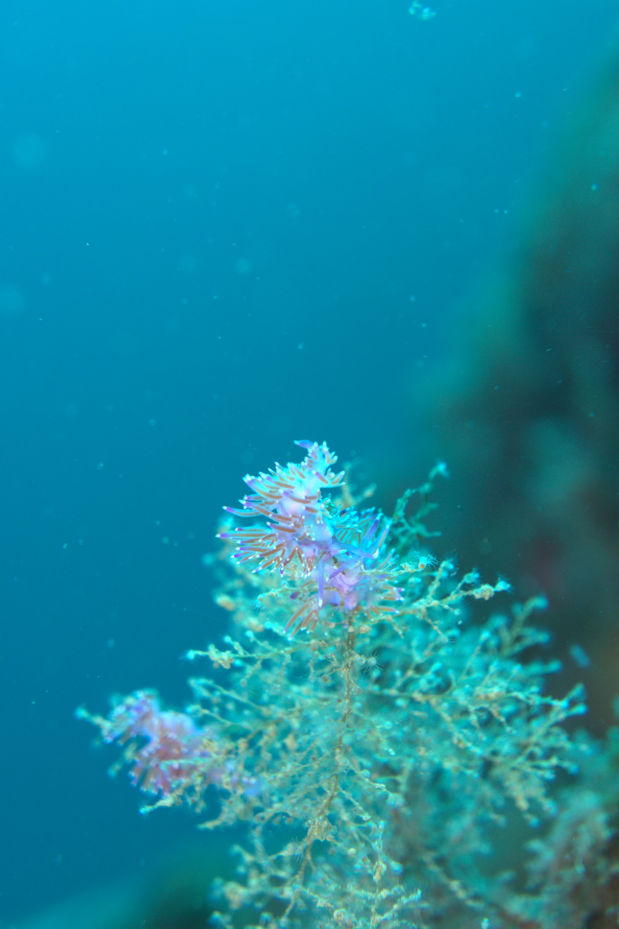 Coryphella Pedata, Nudibranch