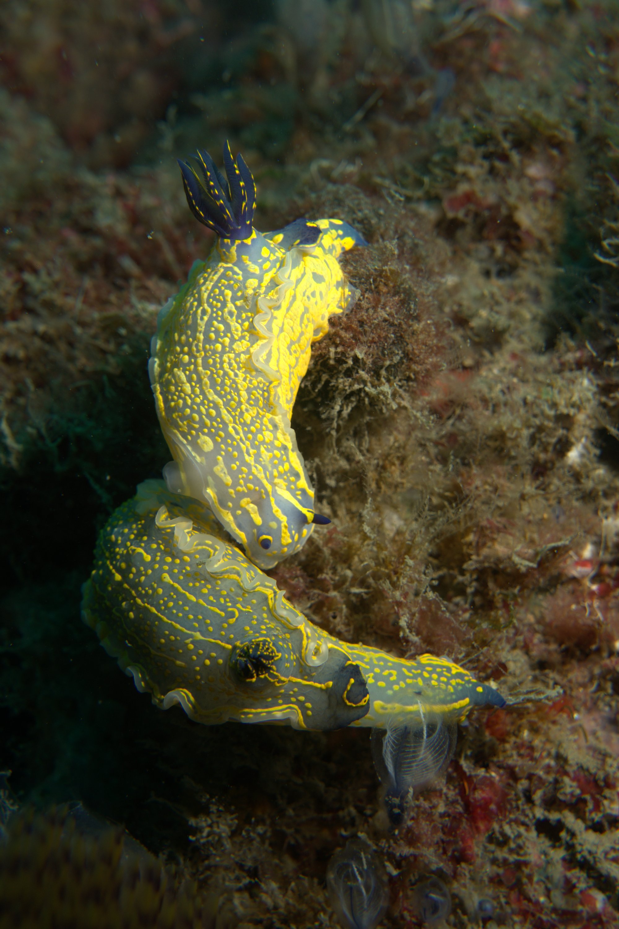 Hypselodoris Picta, Nudibranch