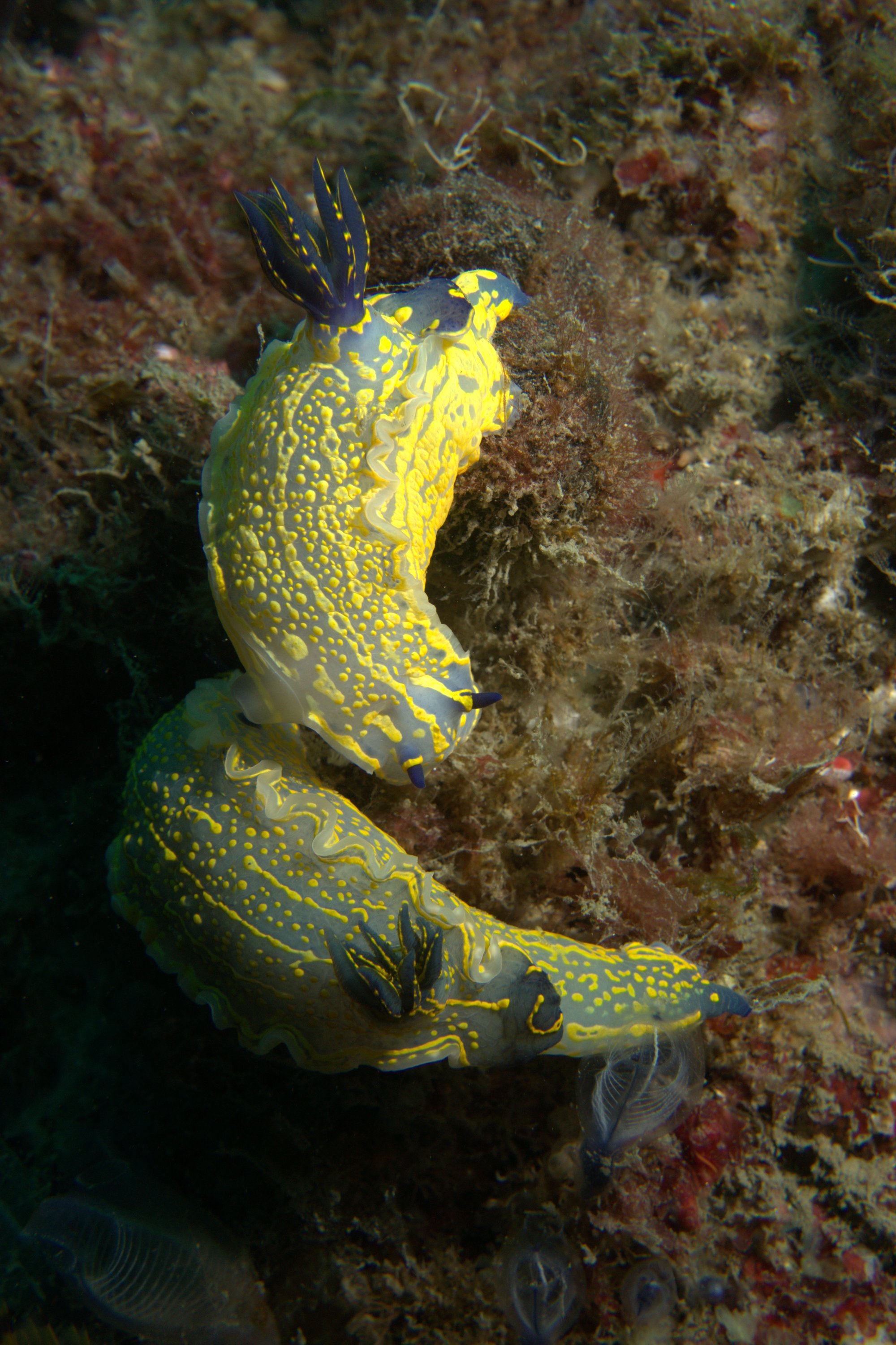 Hypselodoris Picta, Nudibranch