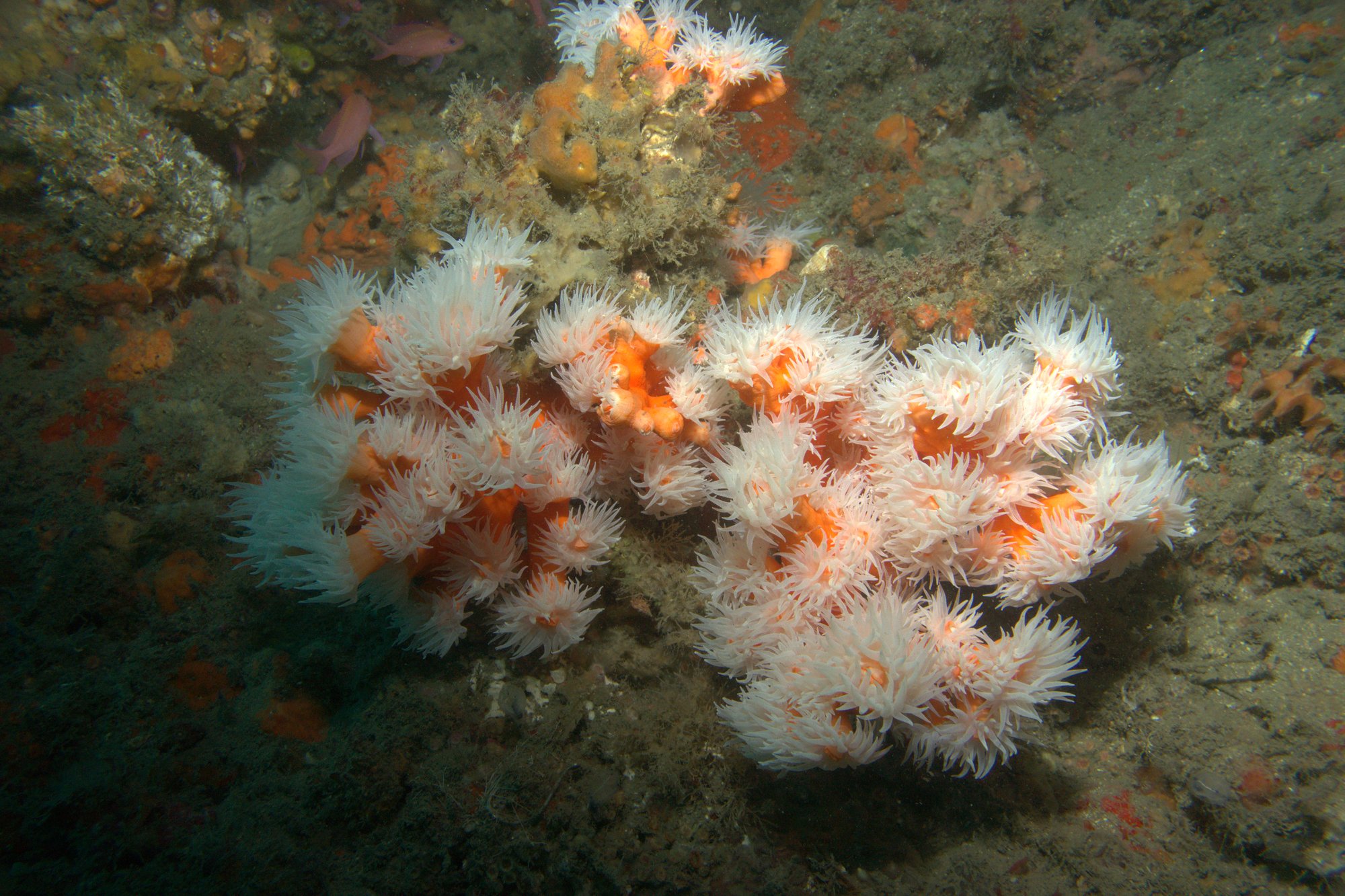 Dendrophyllia Ramea