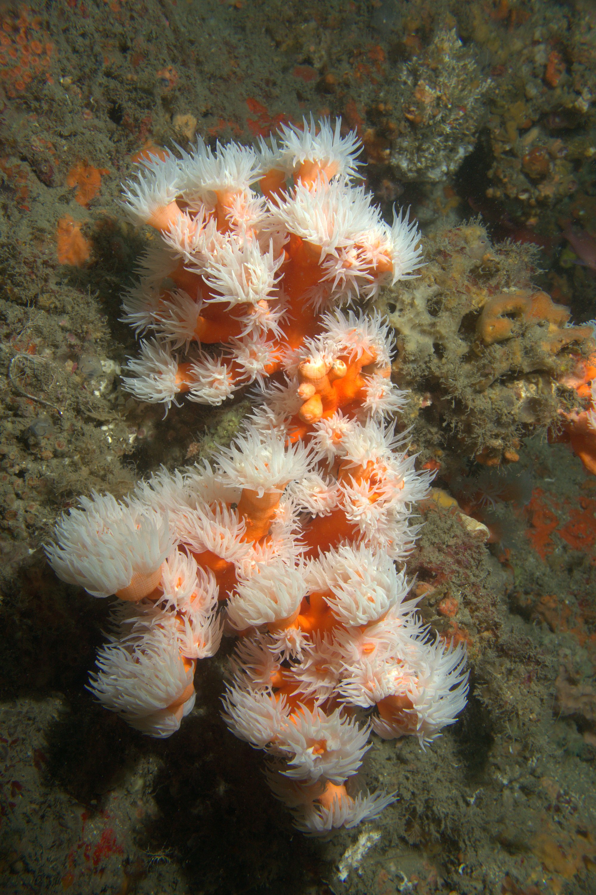 Dendrophyllia Ramea