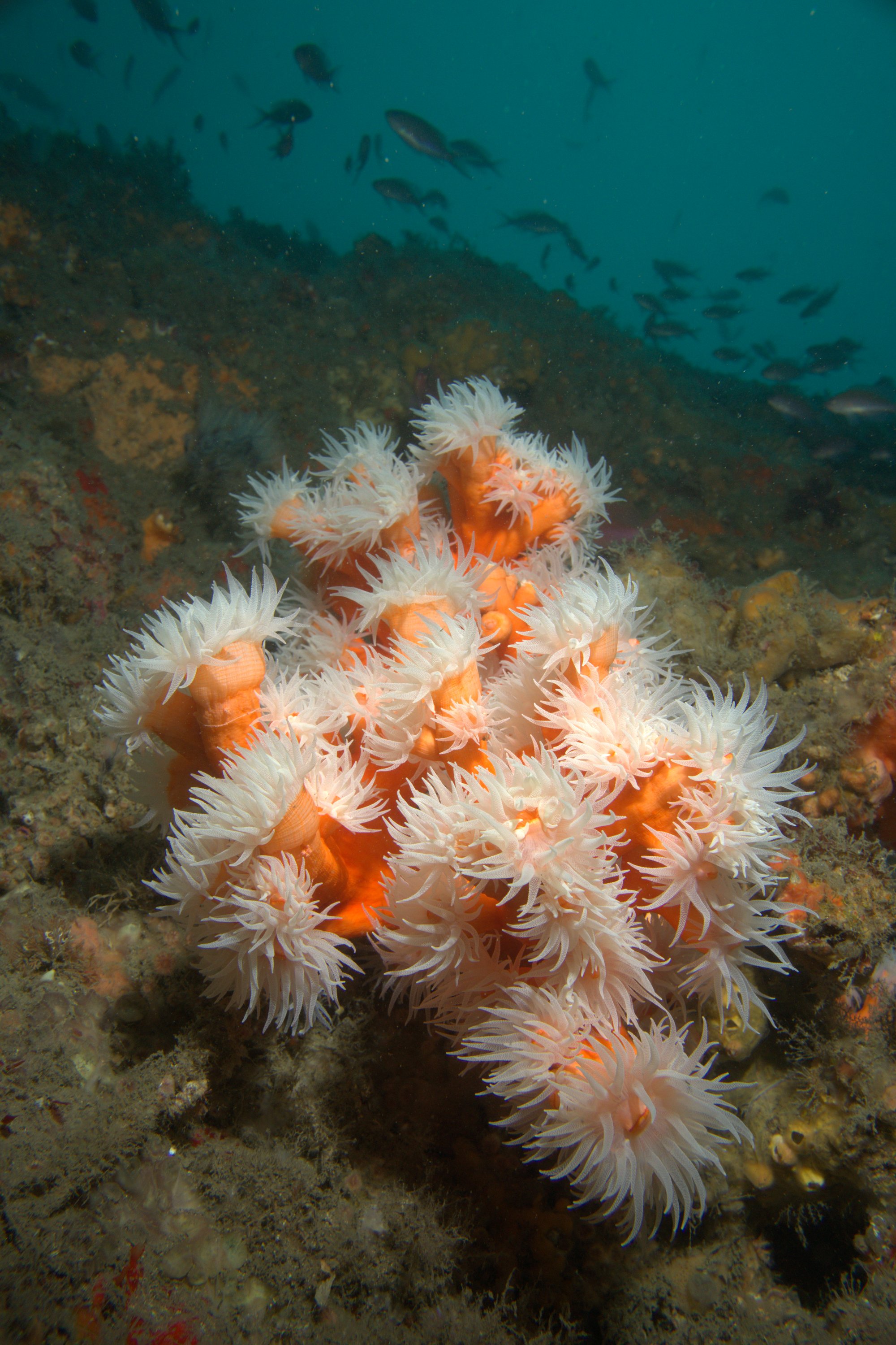 Dendrophyllia Ramea