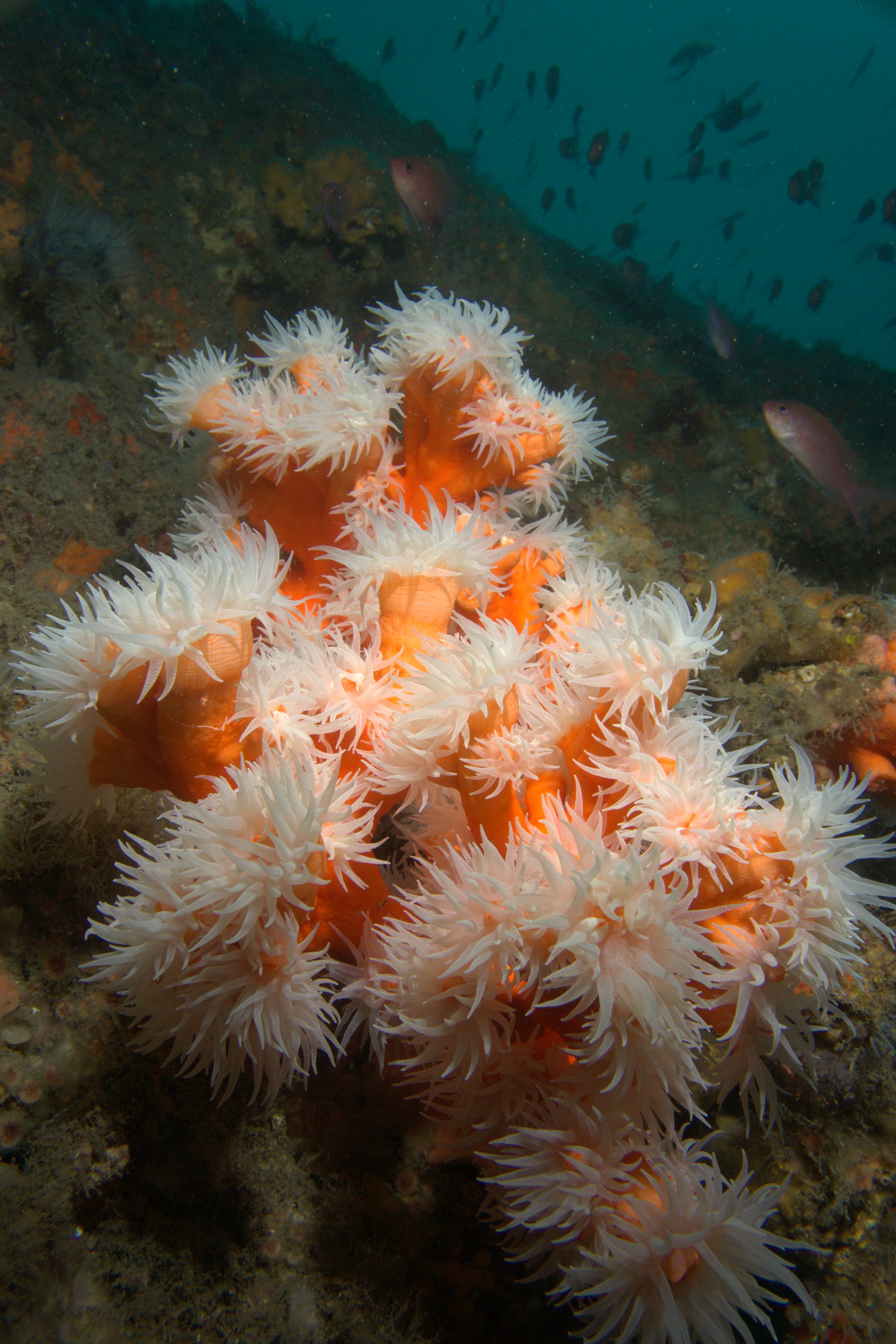 Dendrophyllia Ramea