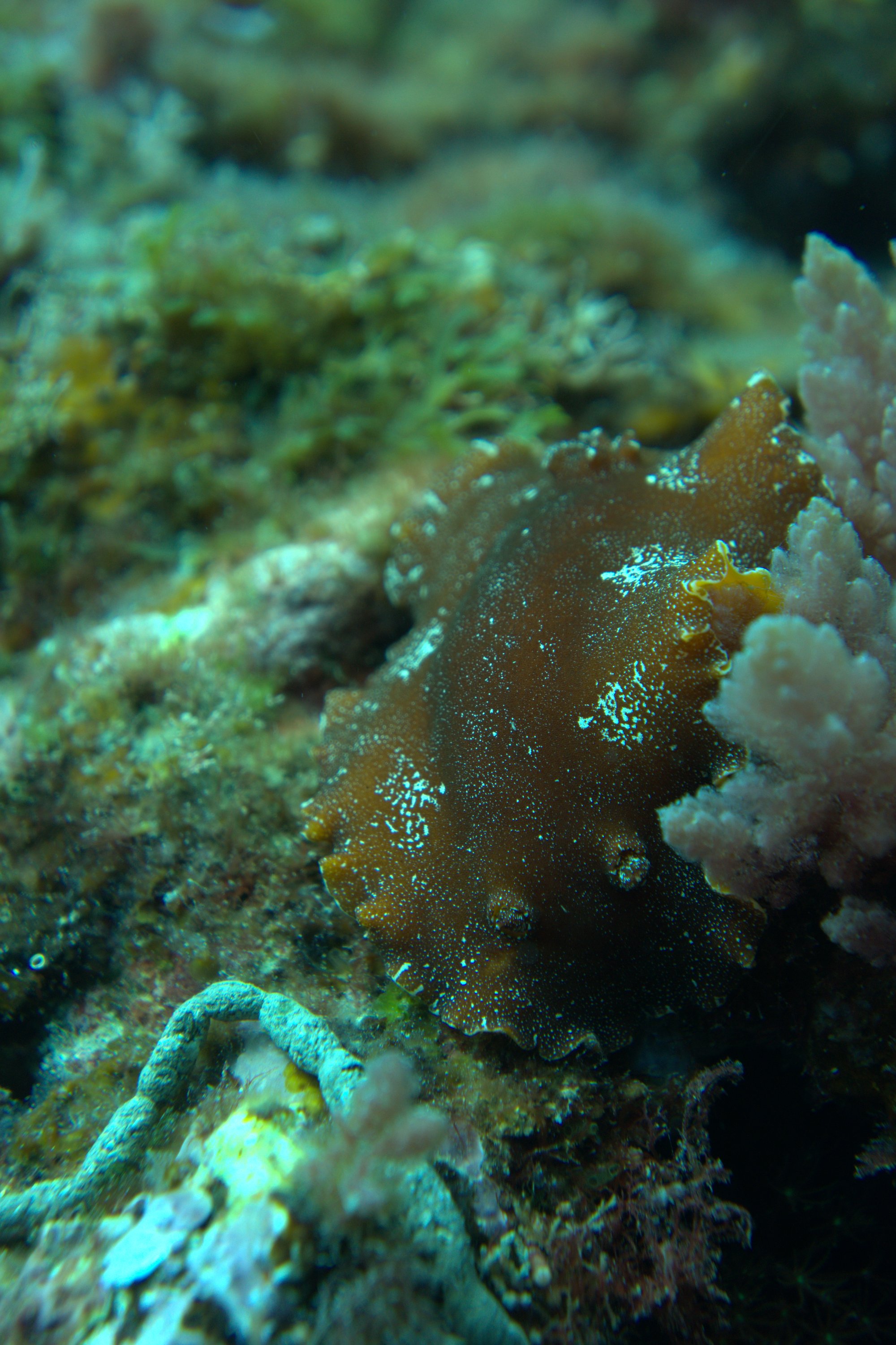 Nudibranch