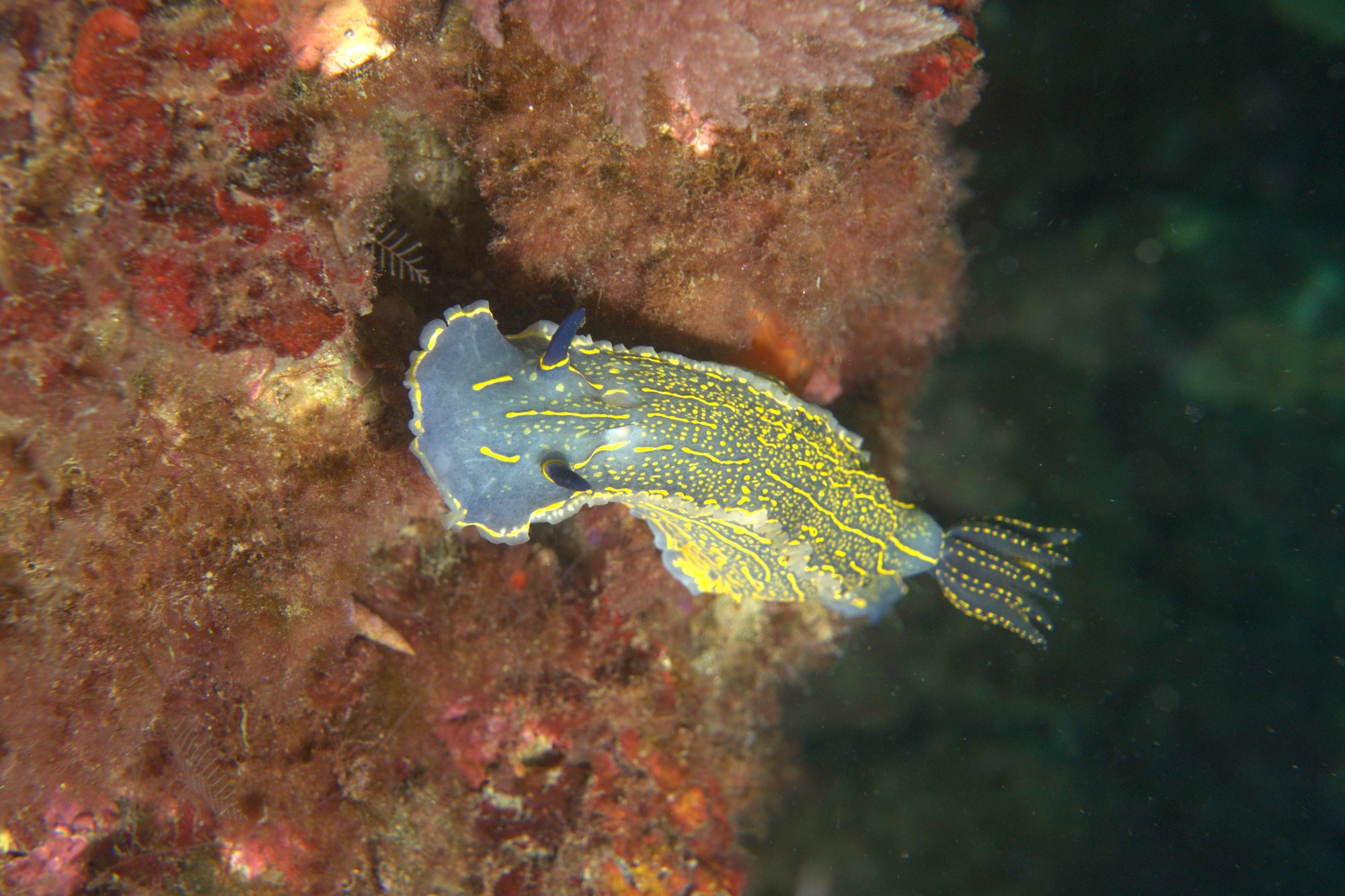 Hypselodoris Picta, Nudibranch