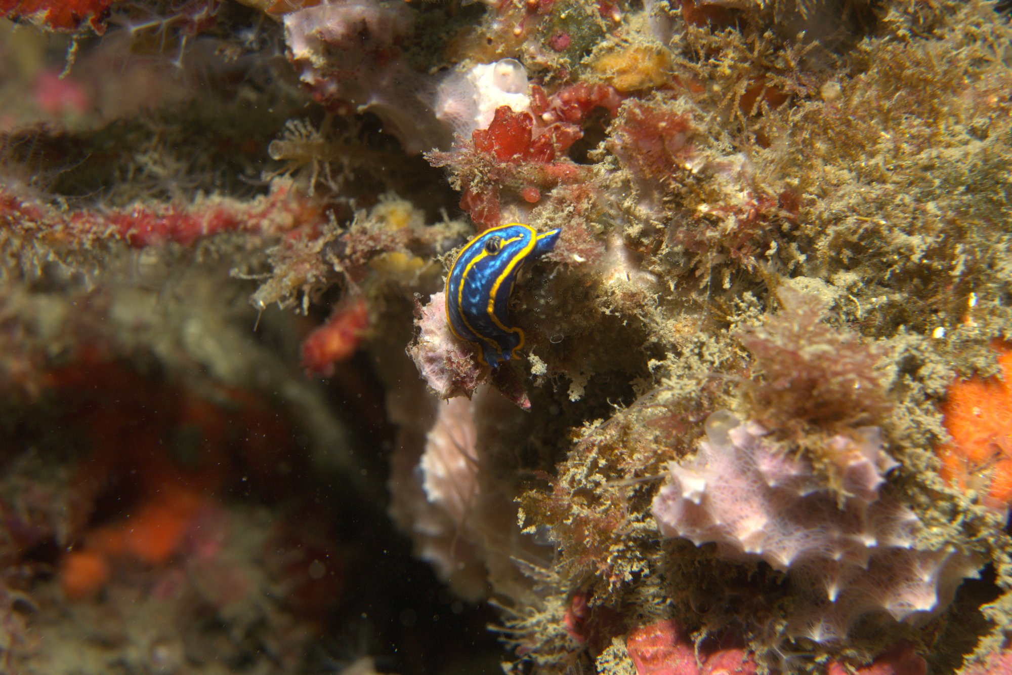 Hypselodoris Fontandraui, Nudibranch