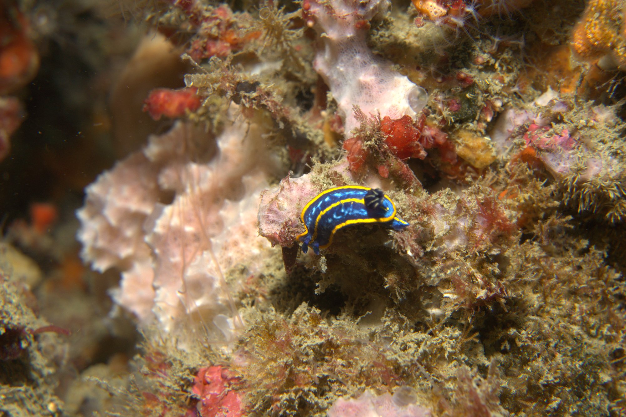 Hypselodoris Fontandraui, Nudibranch