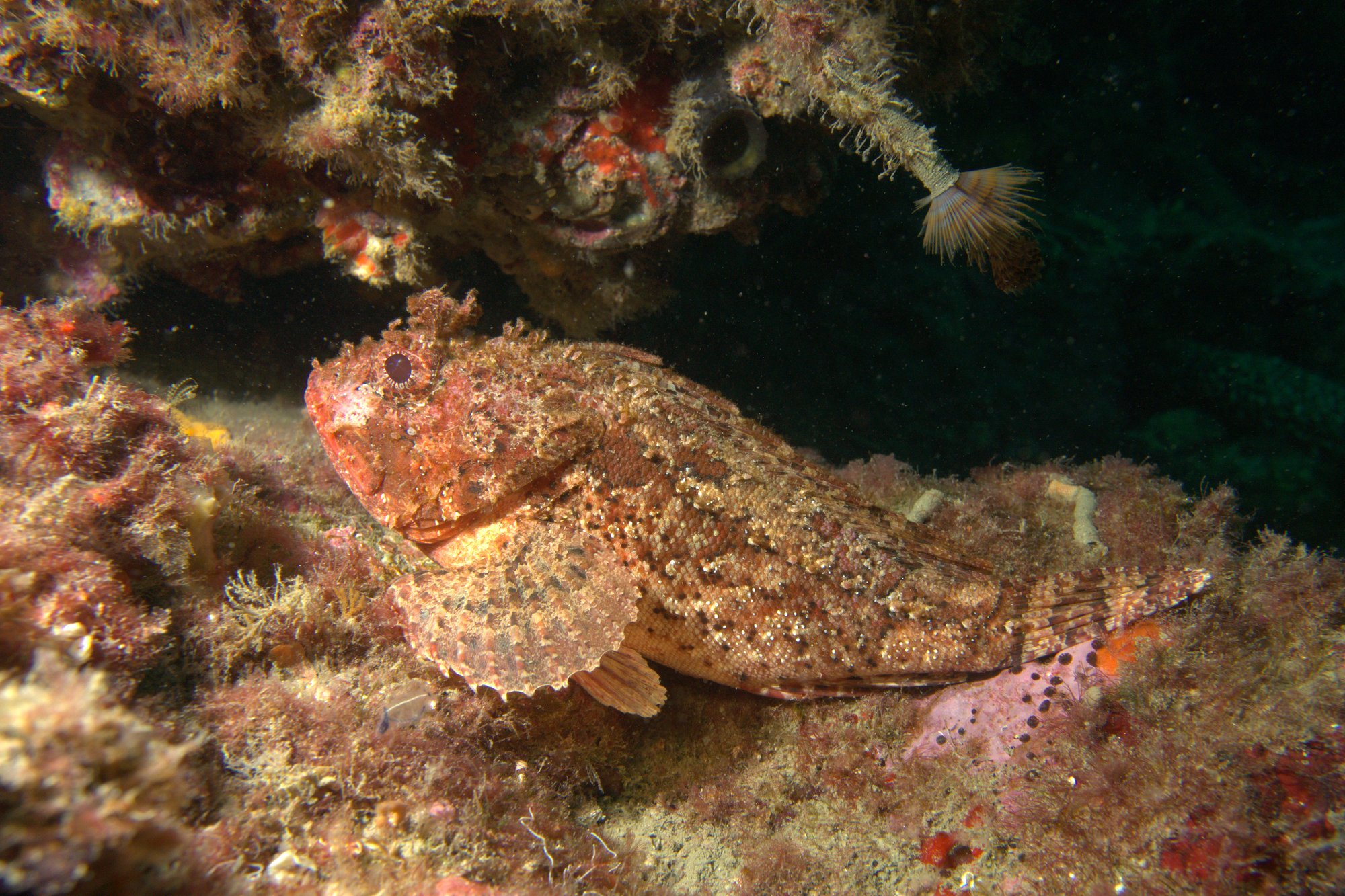 Scorpionfish
