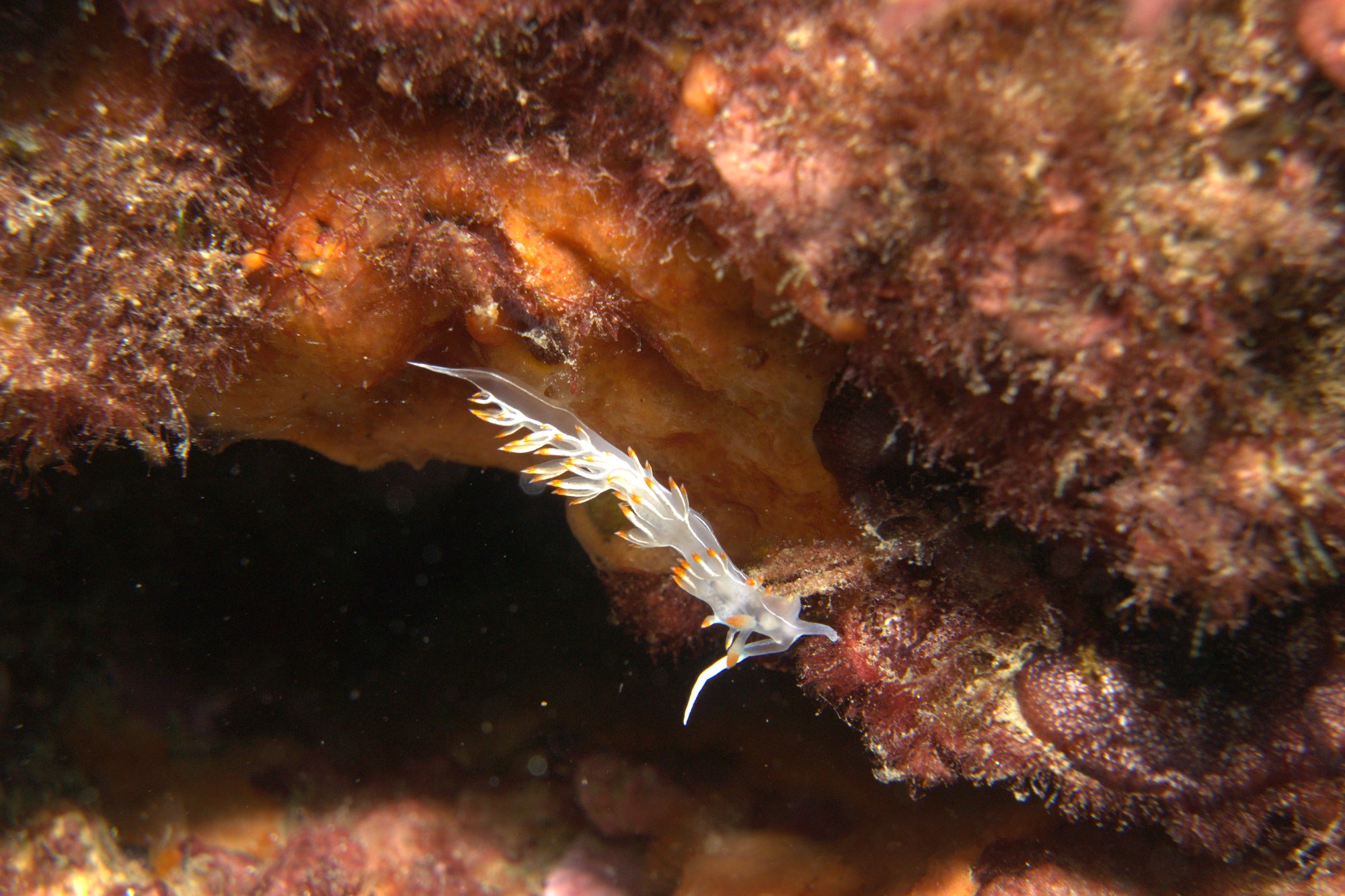 Flabellina Babai, Nudibranch