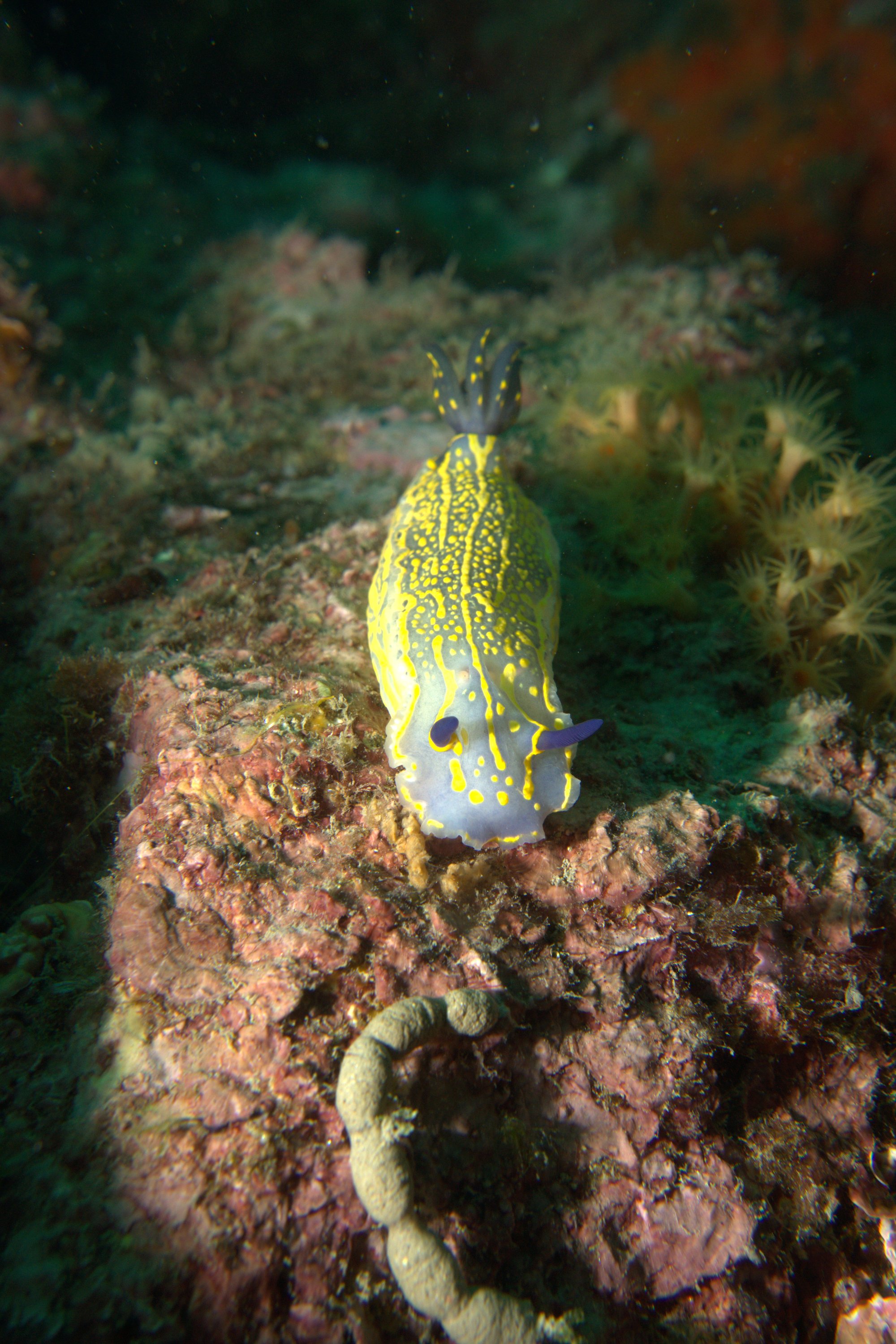 Hypselodoris Picta, Nudibranch