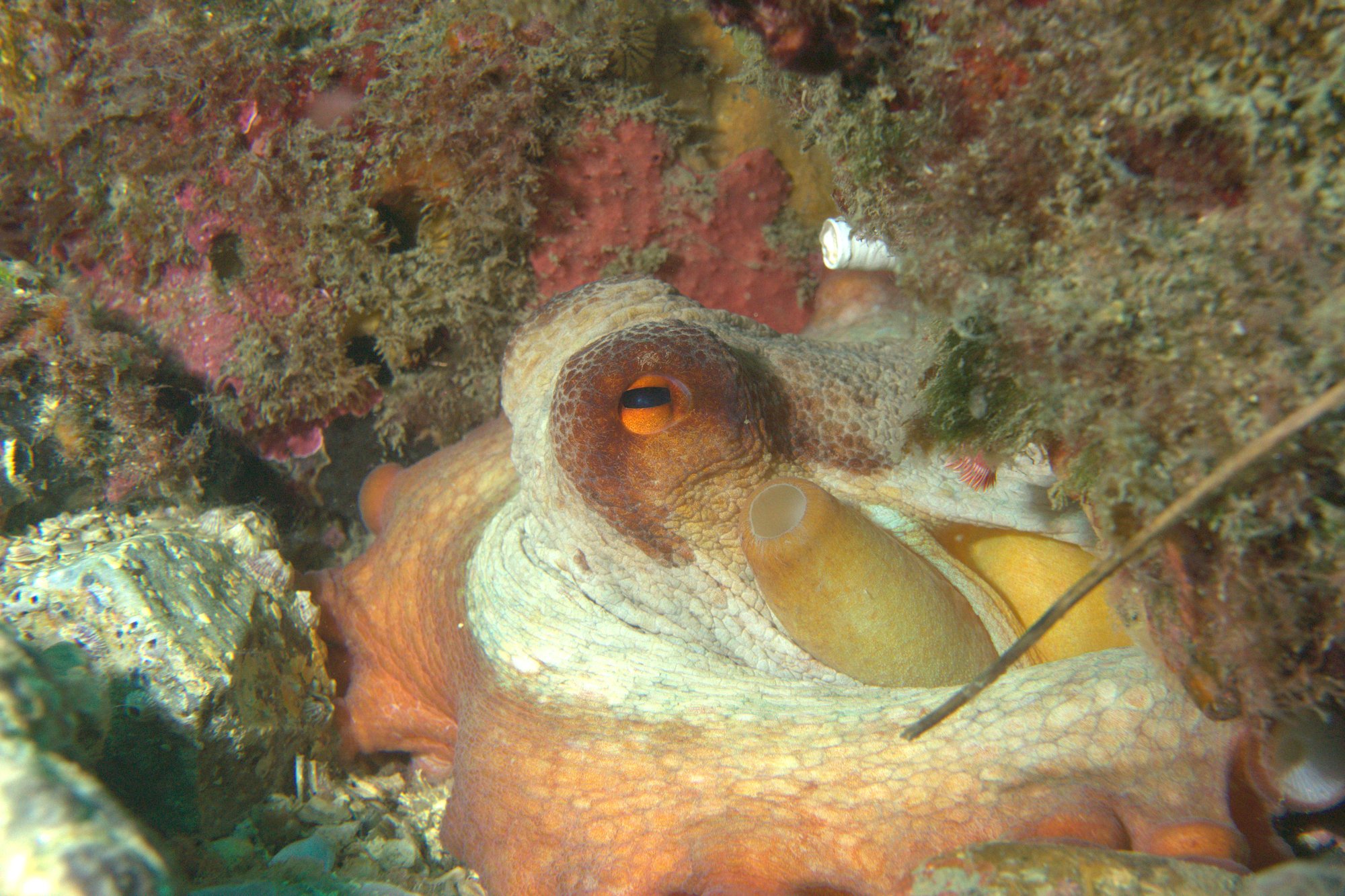 Pulpo