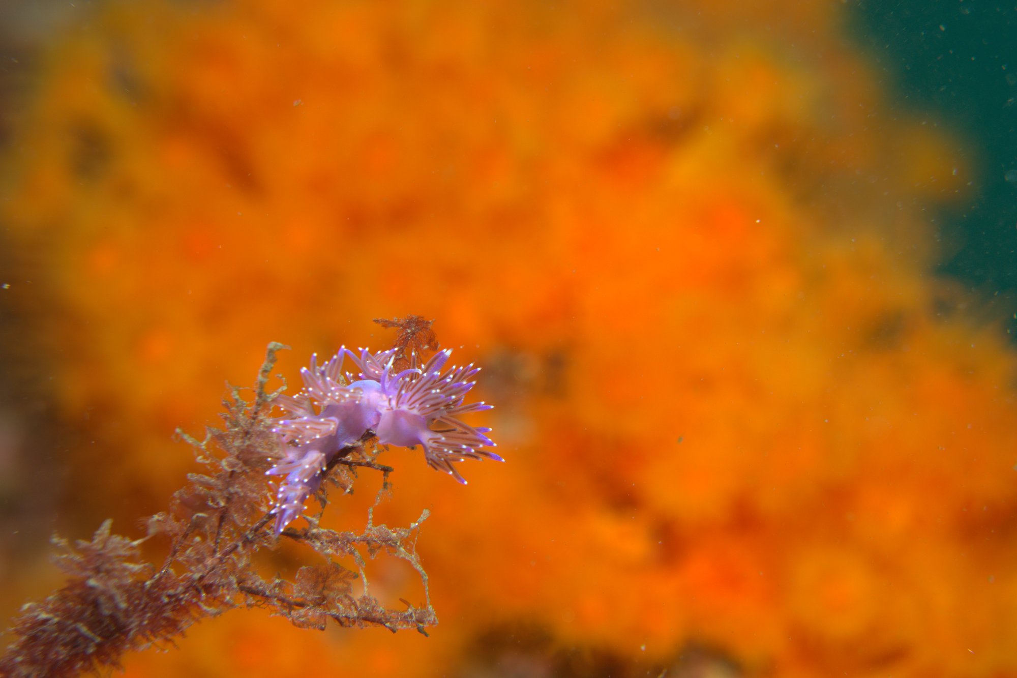 Coryphella Pedata, Nudibranch