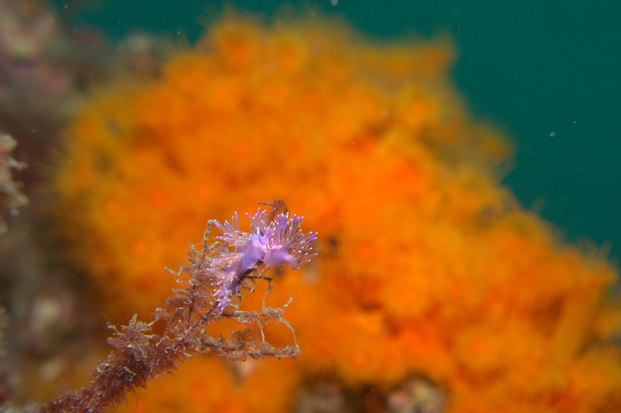 Coryphella Pedata, Nudibranch