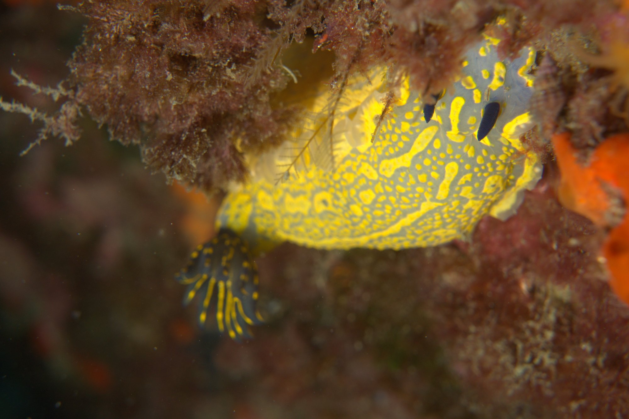 Hypselodoris Picta, Nudibranch