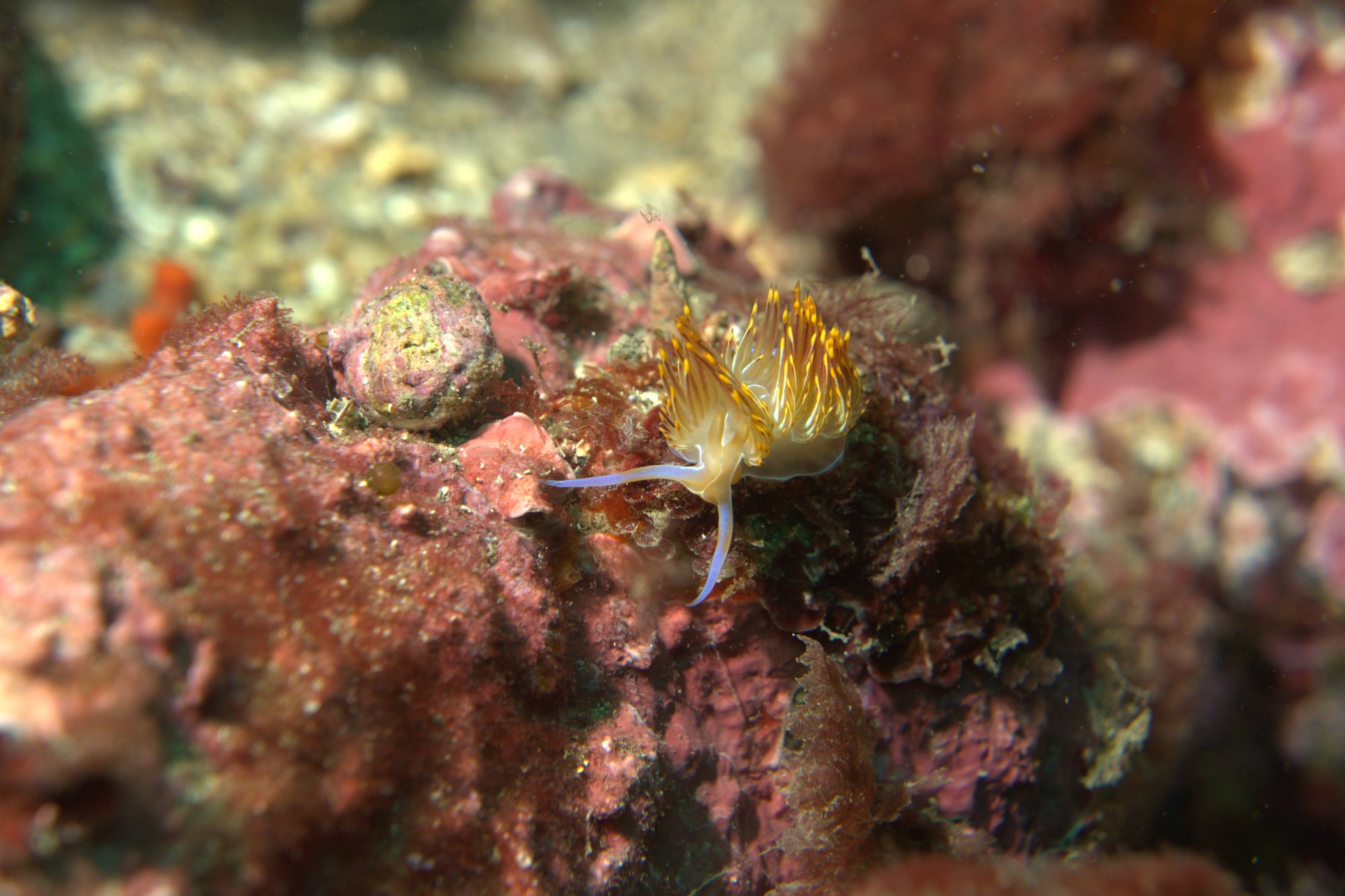Dondice Banyulensis, Nudibranch