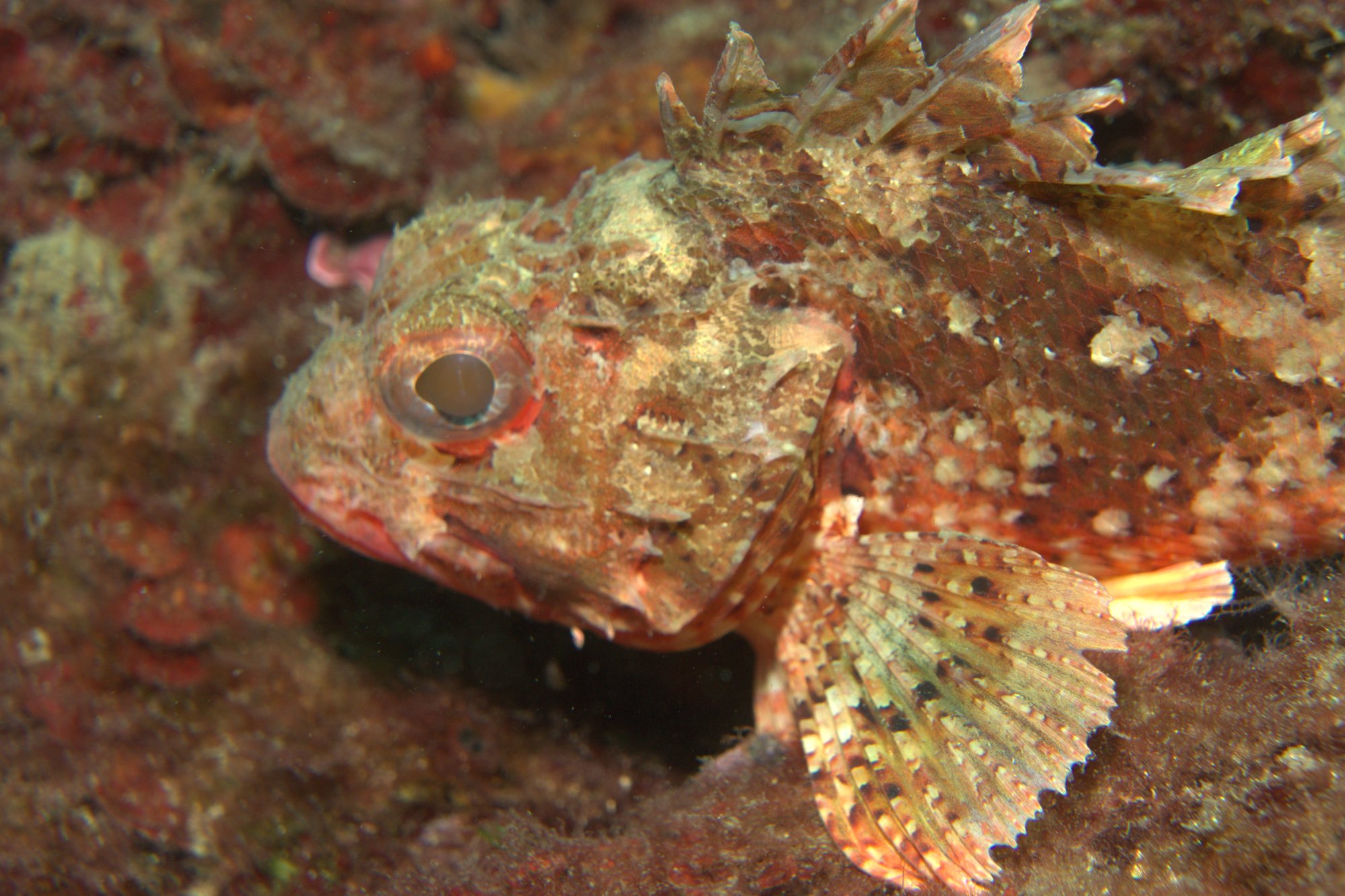 Scorpionfish