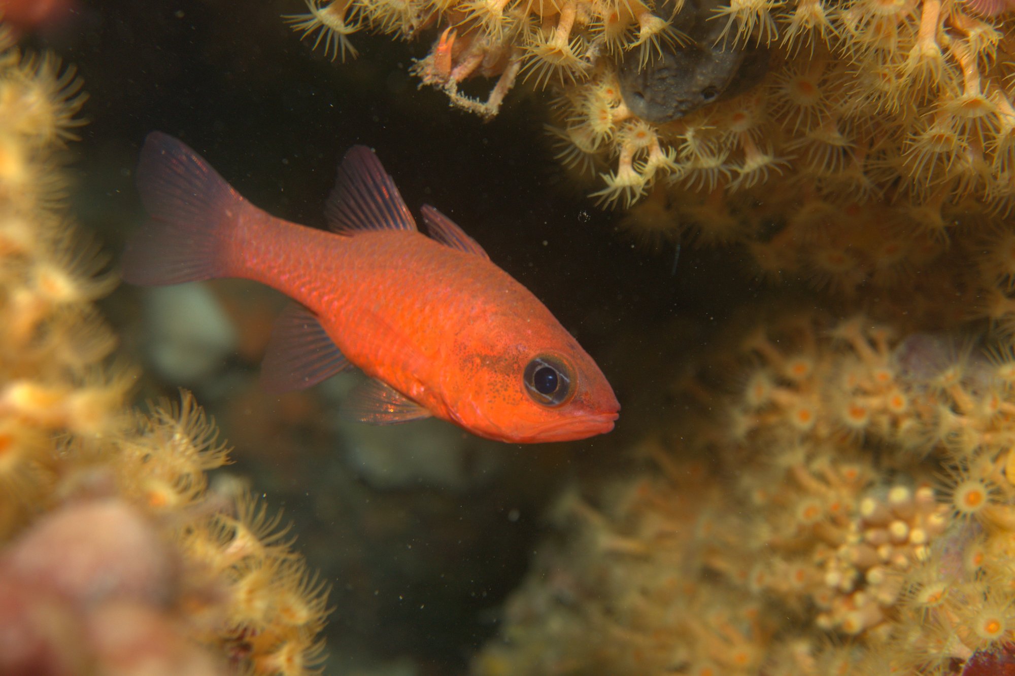 Cardinalfish