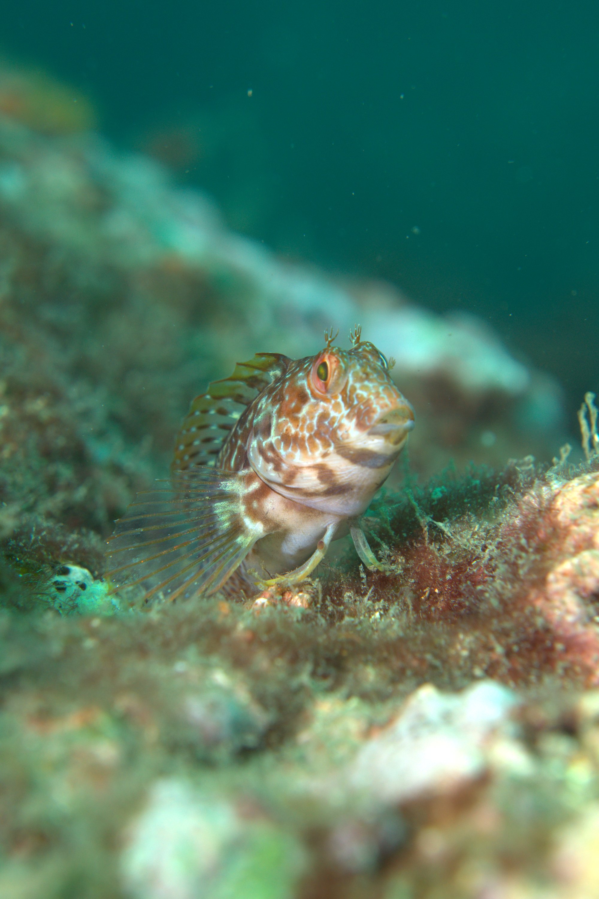 Blenny