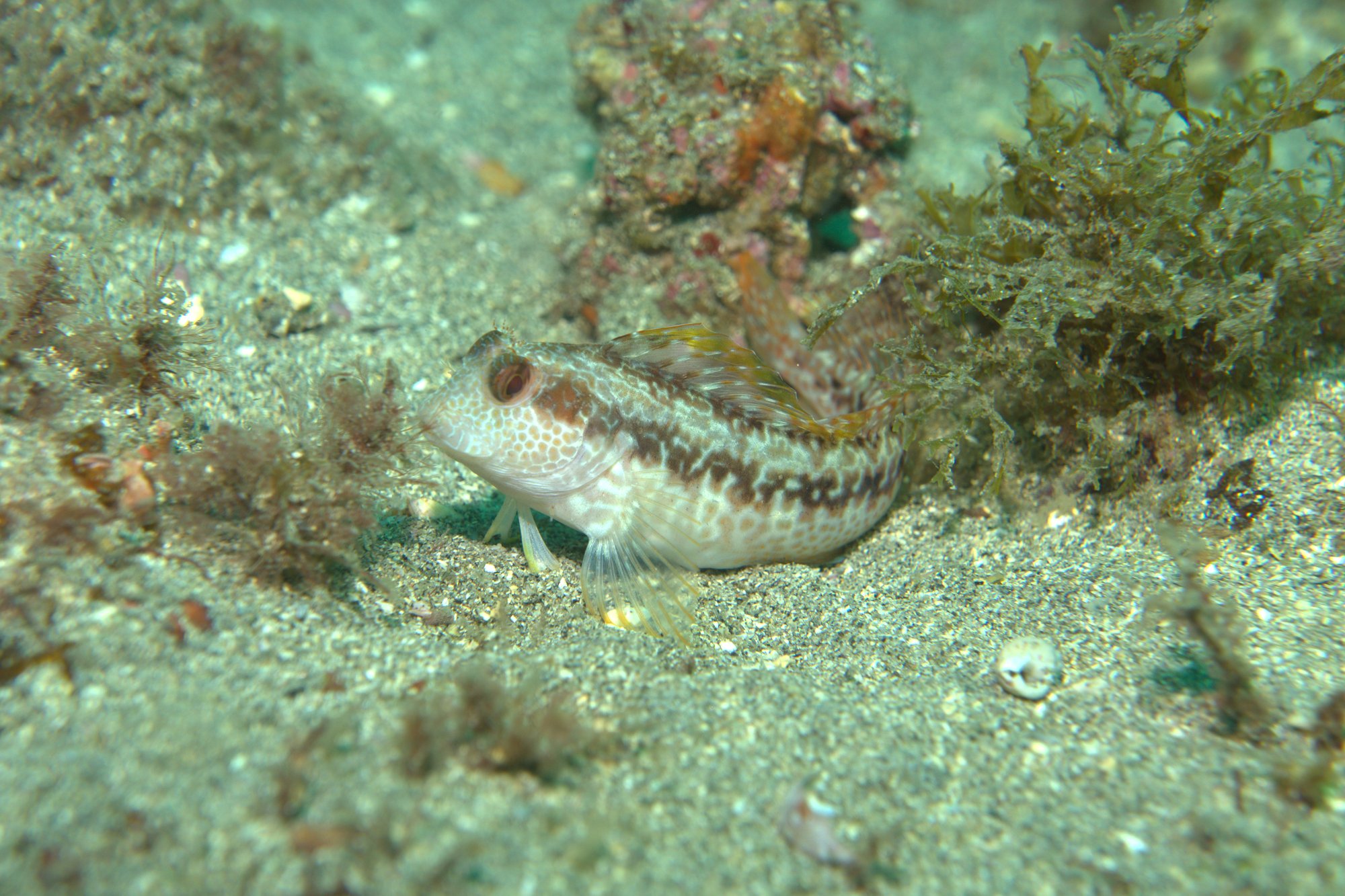 Blenny