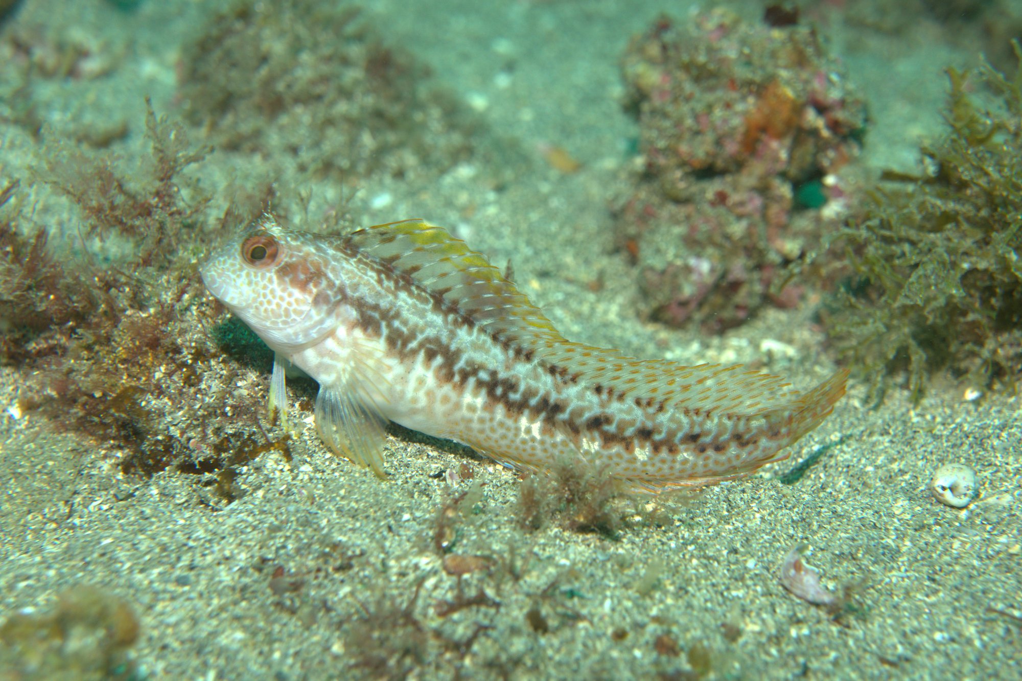 Blenny