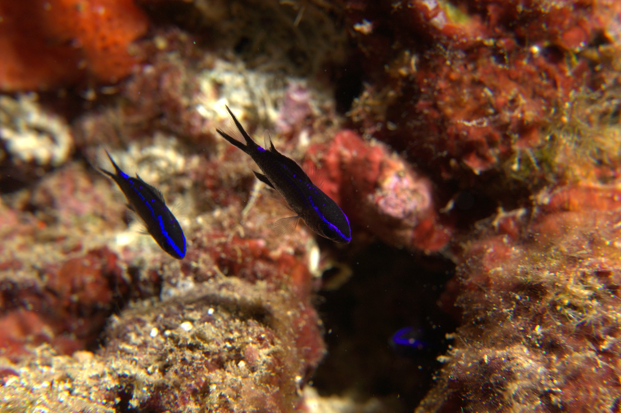 Castañuela, Chromis Chromis, Damselfish