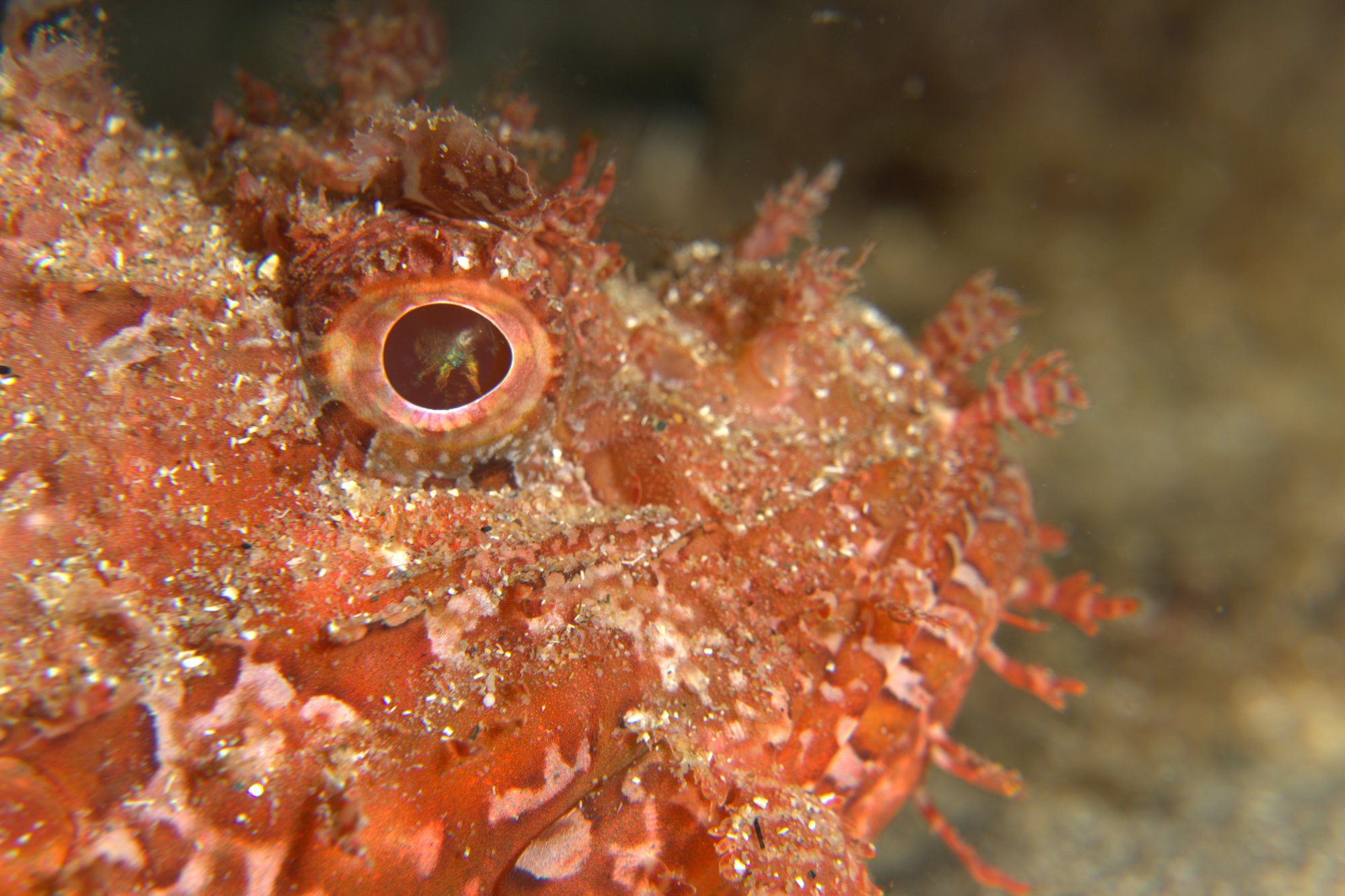 Scorpionfish