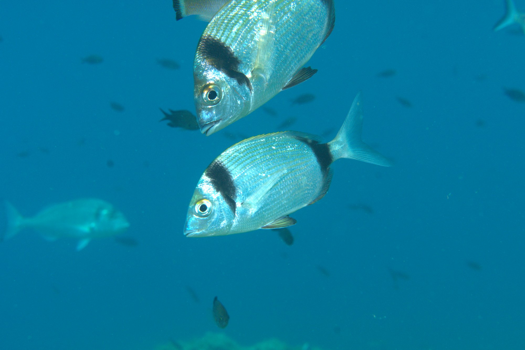 Diplodus Vulgaris, Mojarra