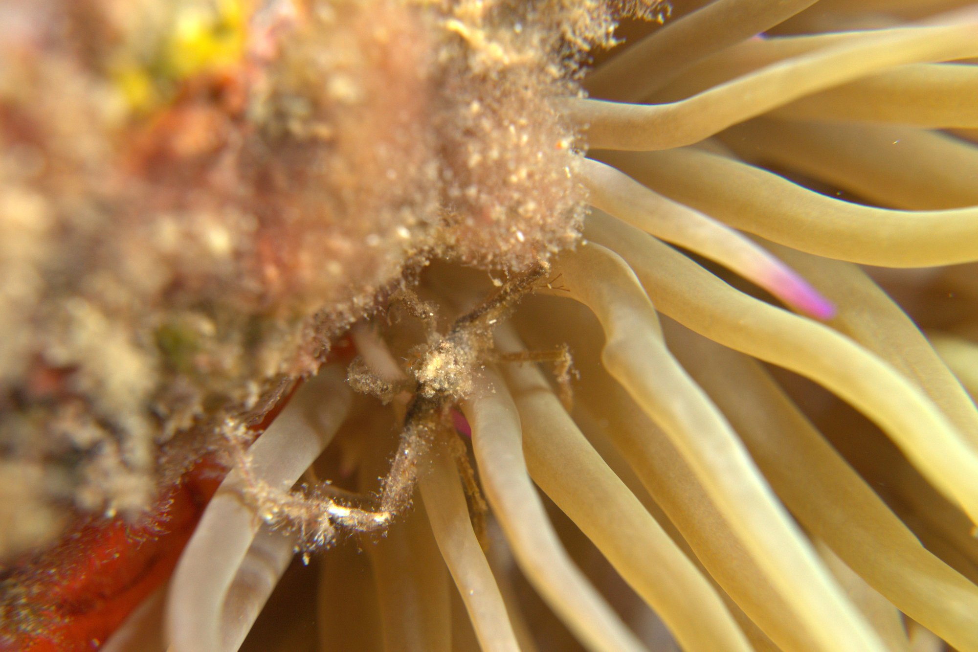 Leach'S Spider Crab, Cangrejo Araña, Inachus Phalangium