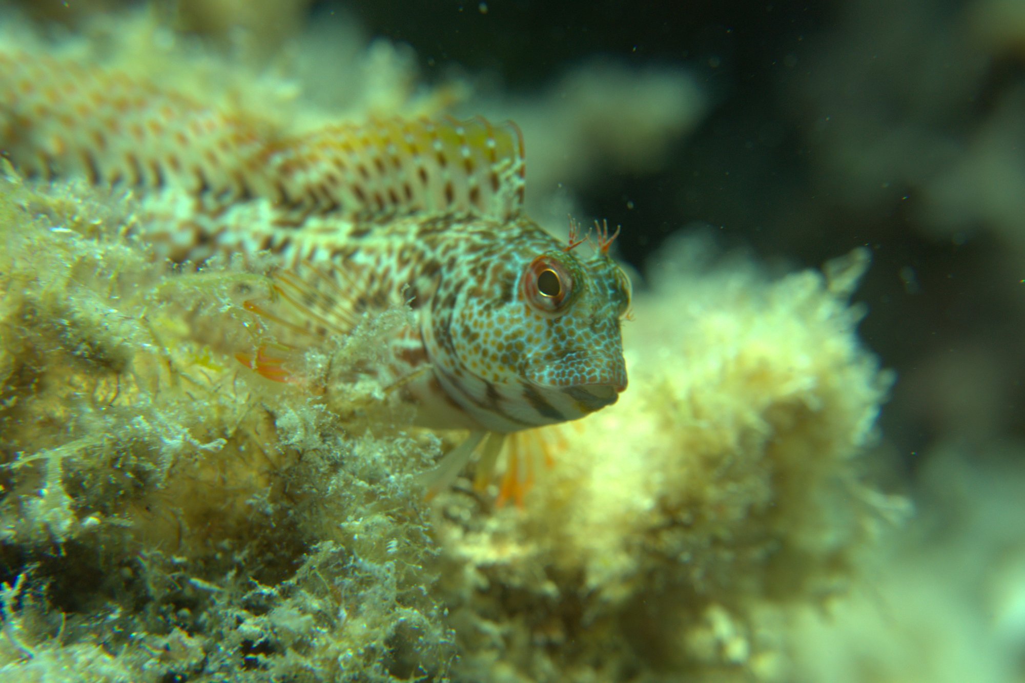 Barriguda, Blenny