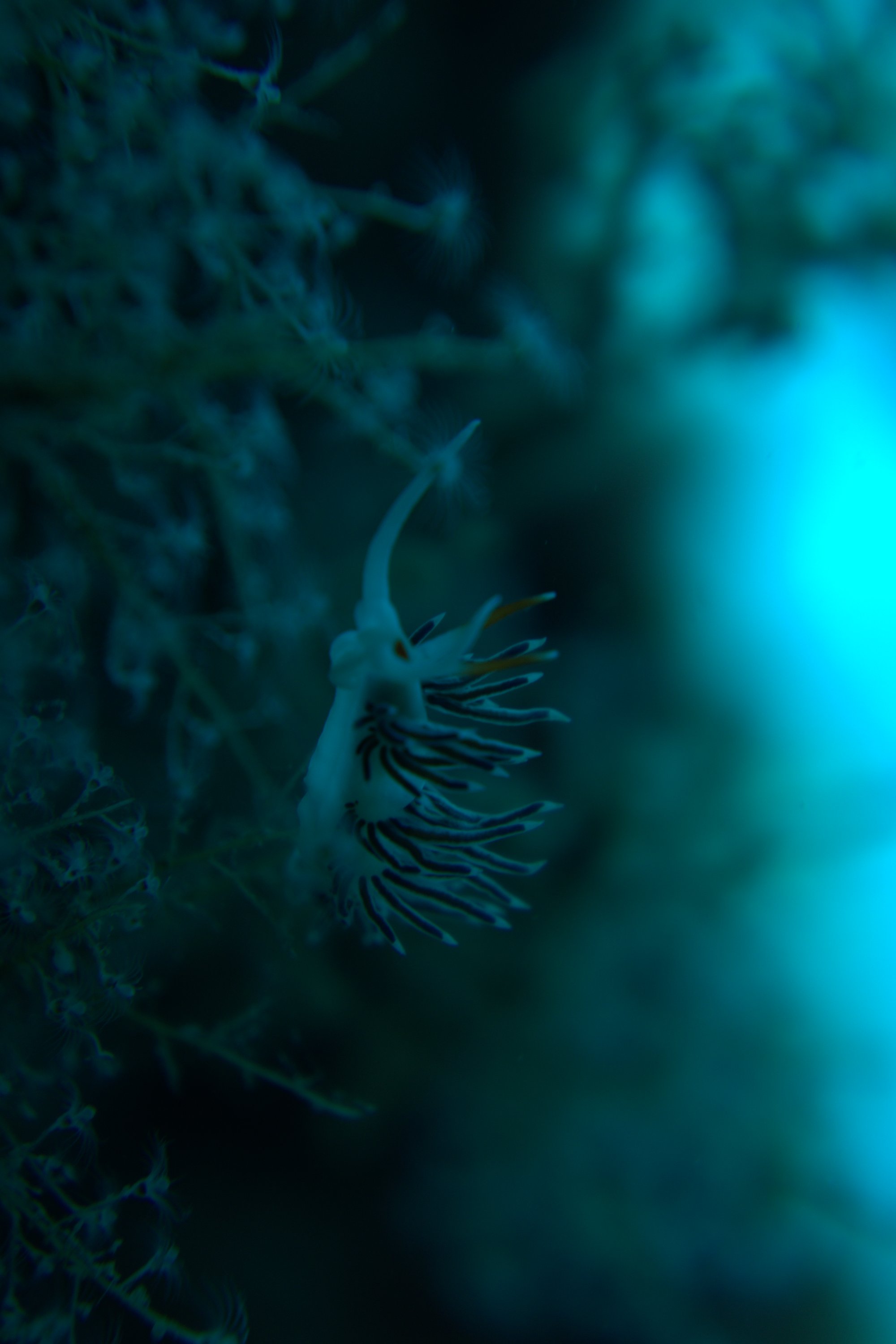 Cratera Peregrina, Flabellina, Nudibranch