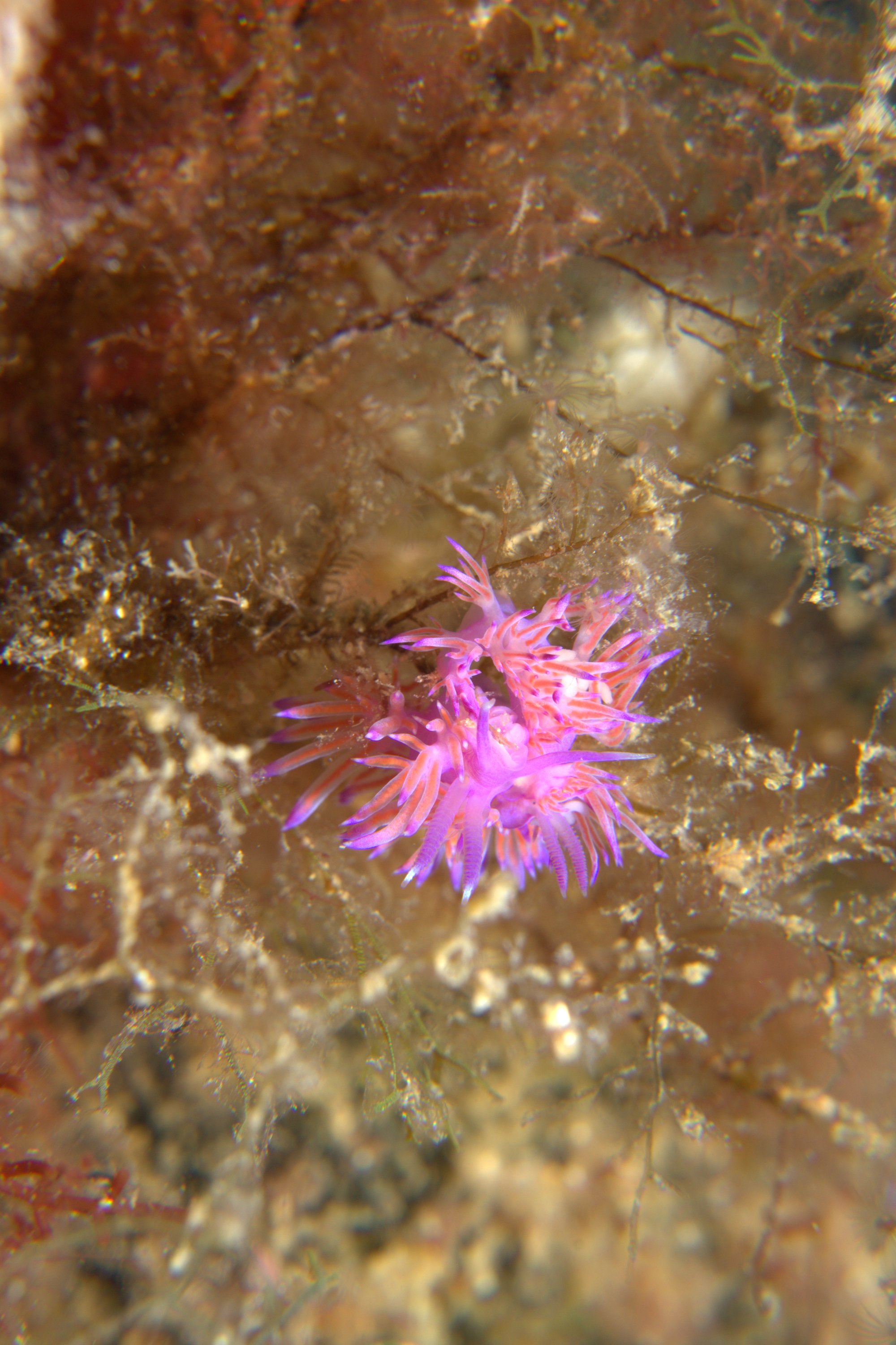 Flabellina Affinis, Nudibranch