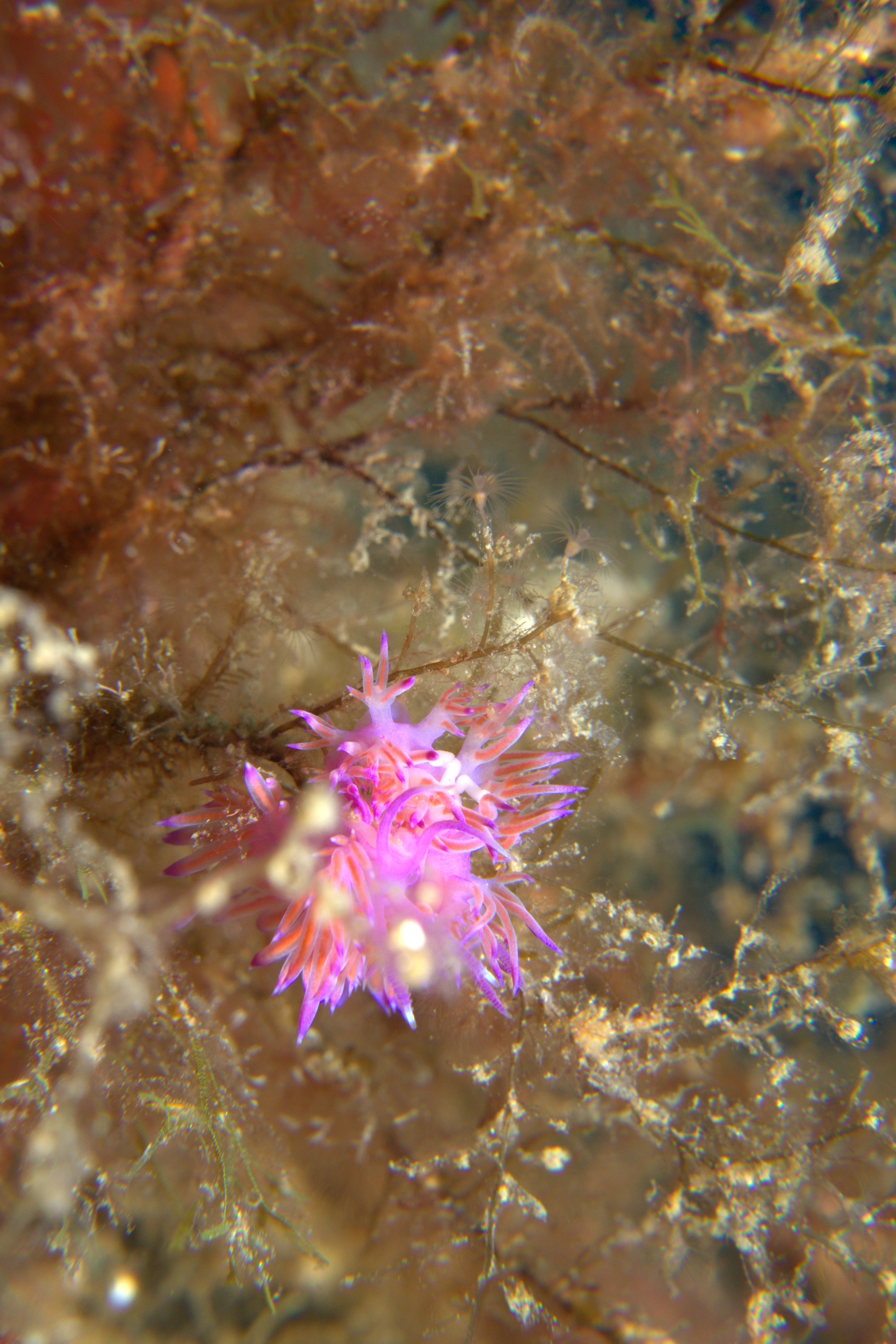 Flabellina Affinis, Nudibranch