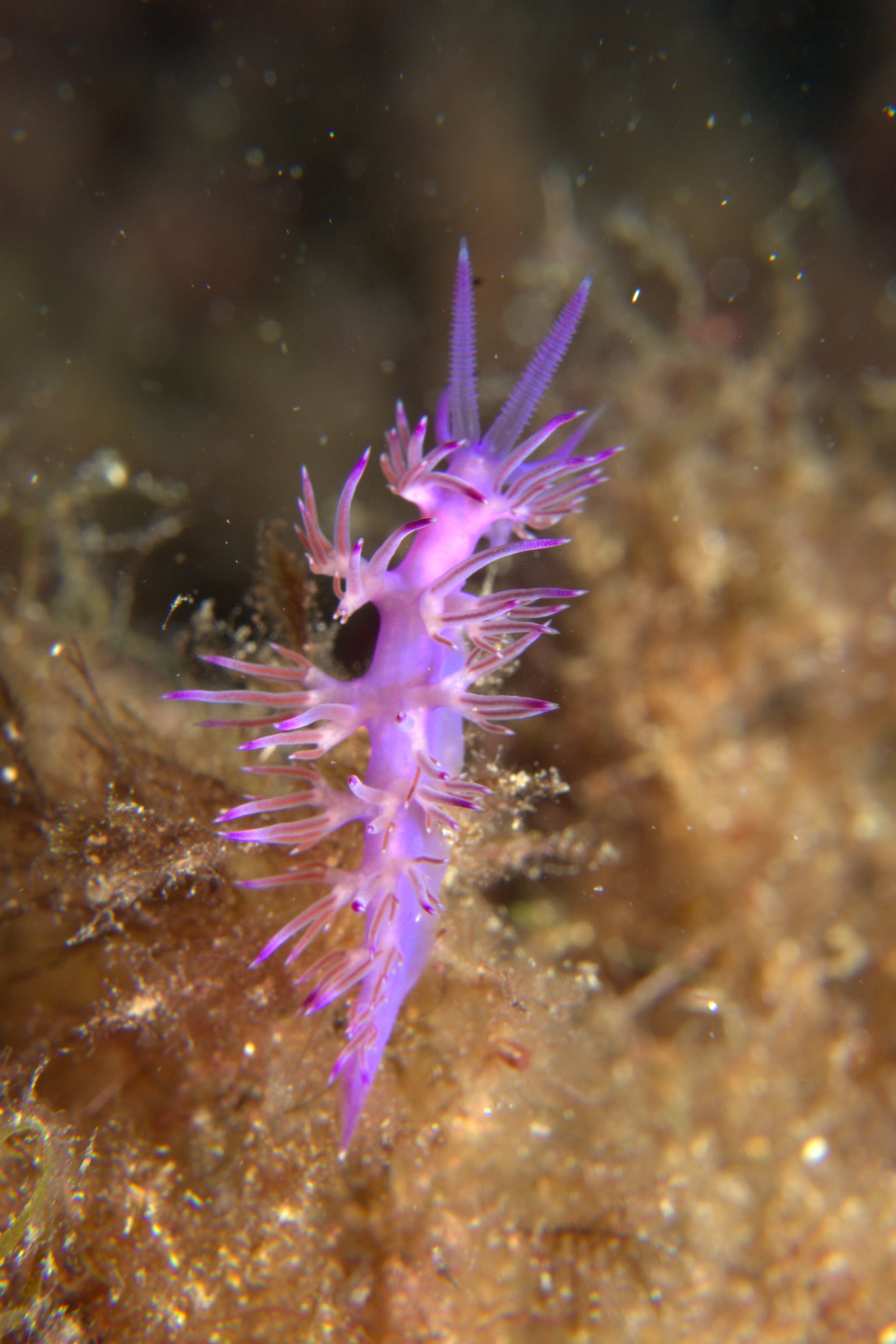 Flabellina Affinis, Nudibranch